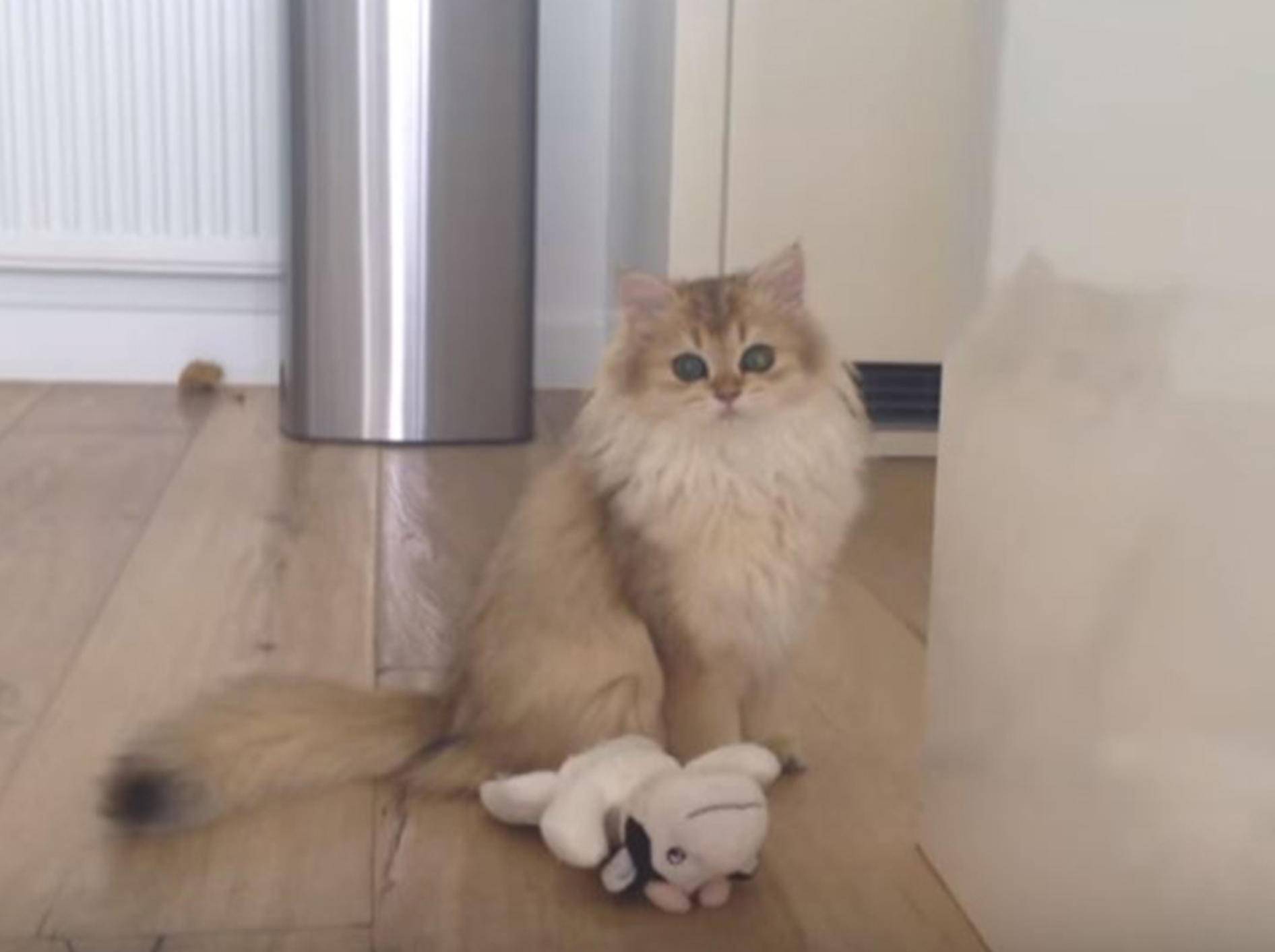 Katze Smoothie liebte es schon als Teenager auf Entdeckungstour zu gehen - YouTube / smoothiethecat