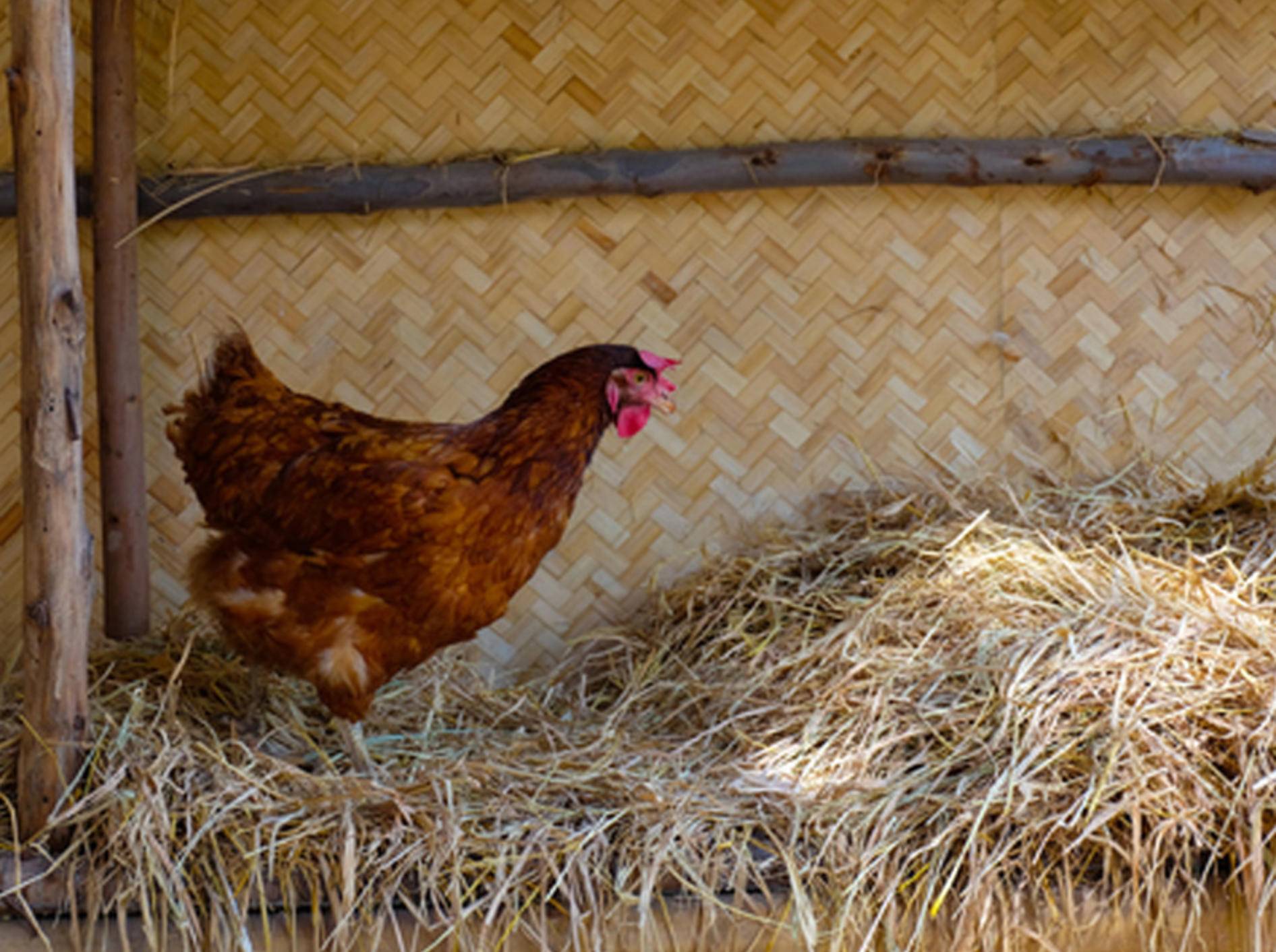 Wer hätte das gedacht? Hühner sind klüger als ihr Ruf – Bild: Shutterstock / Naurora