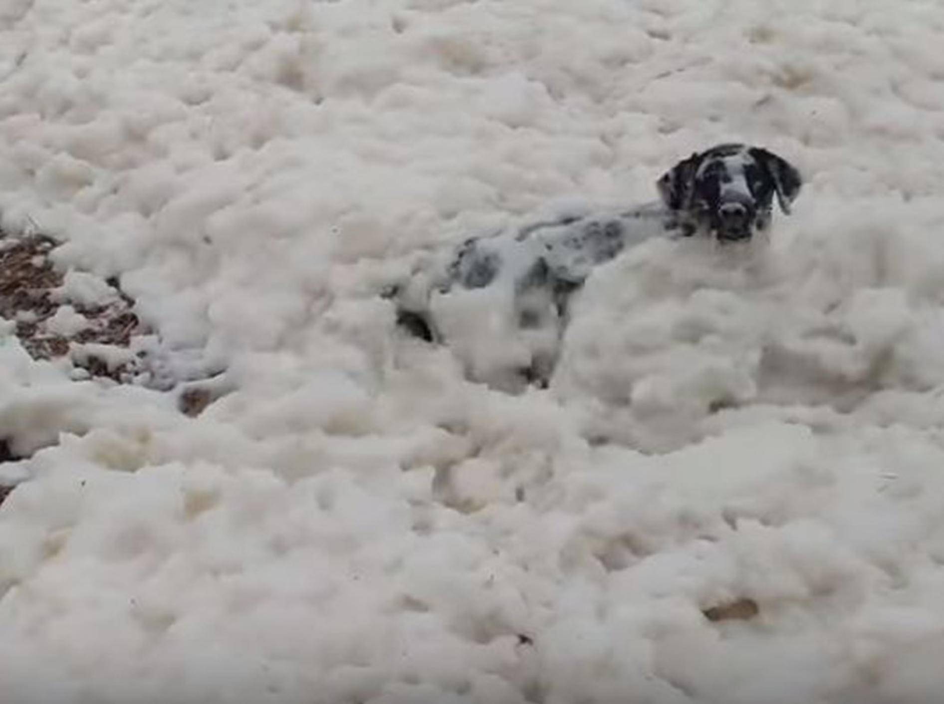 Hund Rosco genießt sein Schaumbad am Strand - Bild: YouTube / RM Videos