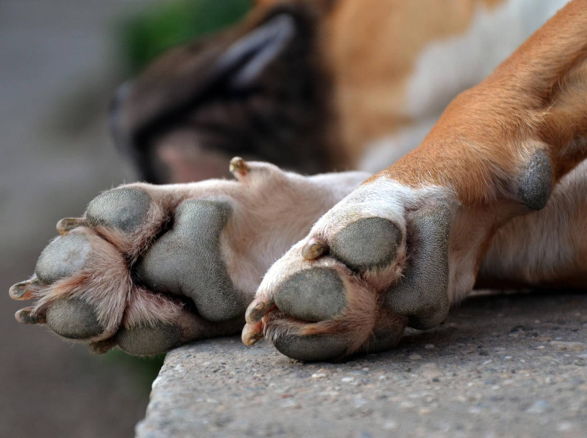 Wenn Ihr Hund sich ständig die Pfote leckt, kann das unterschiedliche Gründe haben – Bild: Shutterstock / Djordje Novakov