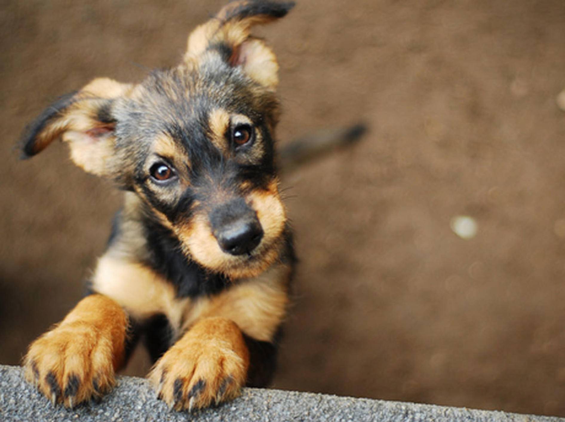 Was beeinflusst die Lebenserwartung von Hunden? – Bild: Shutterstock / Monika Chodak