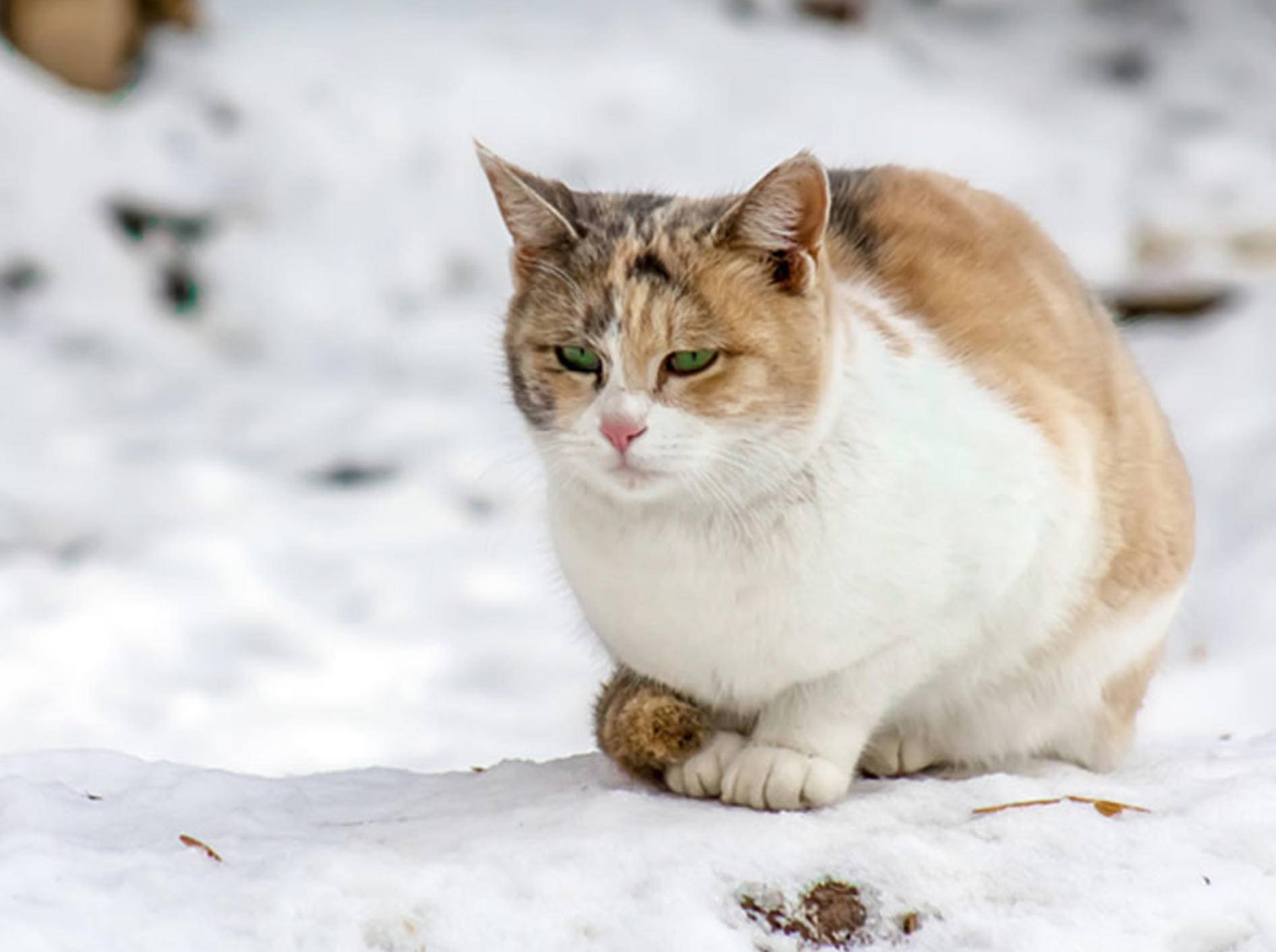 Unterkühlungen bei Katzen sind nicht zu unterschätzen – Bild: Shutterstock / Vladimir Konstantinov