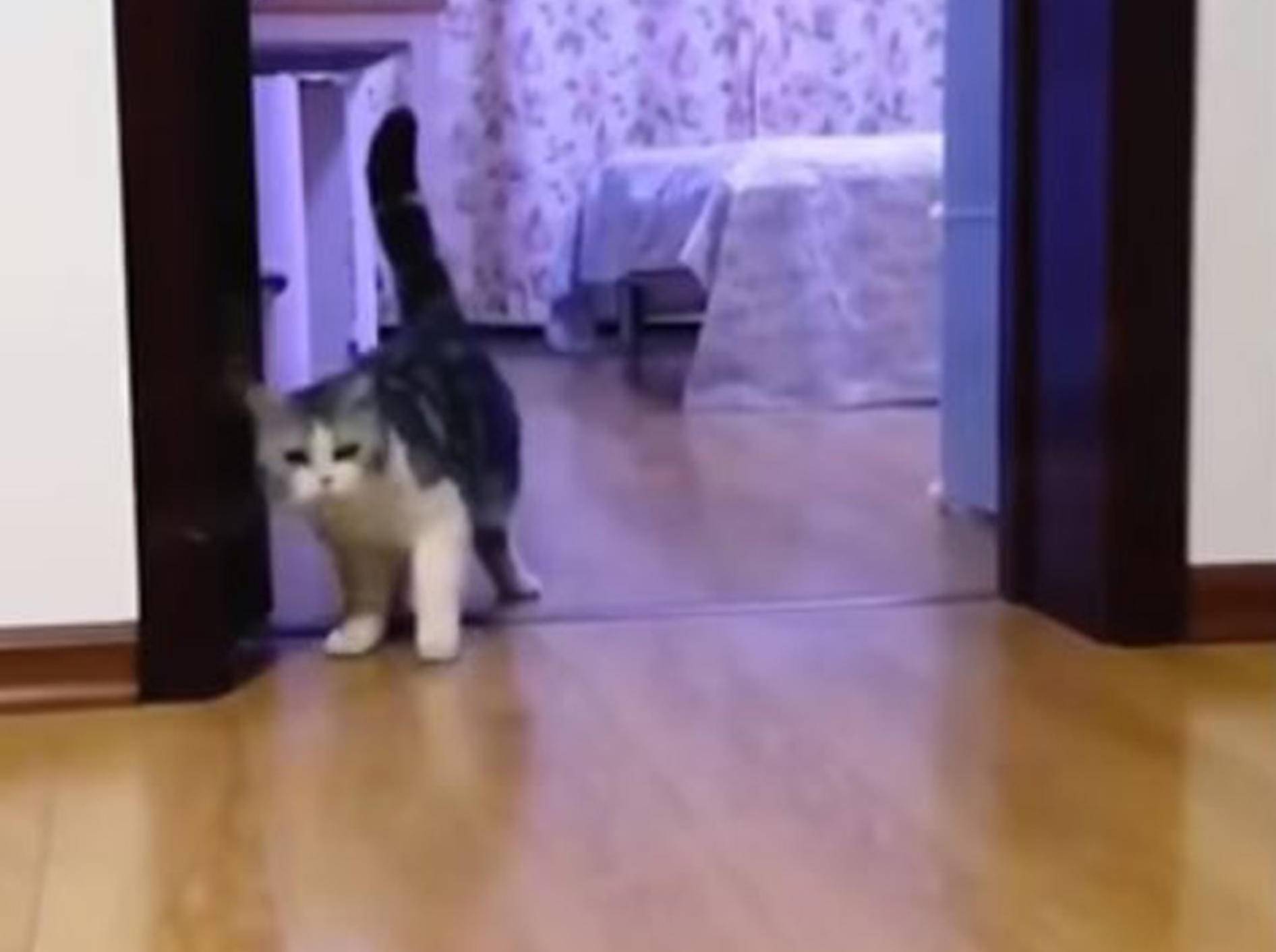 Katze schaut verwirrt - Bild: YouTube / Piyush Basak