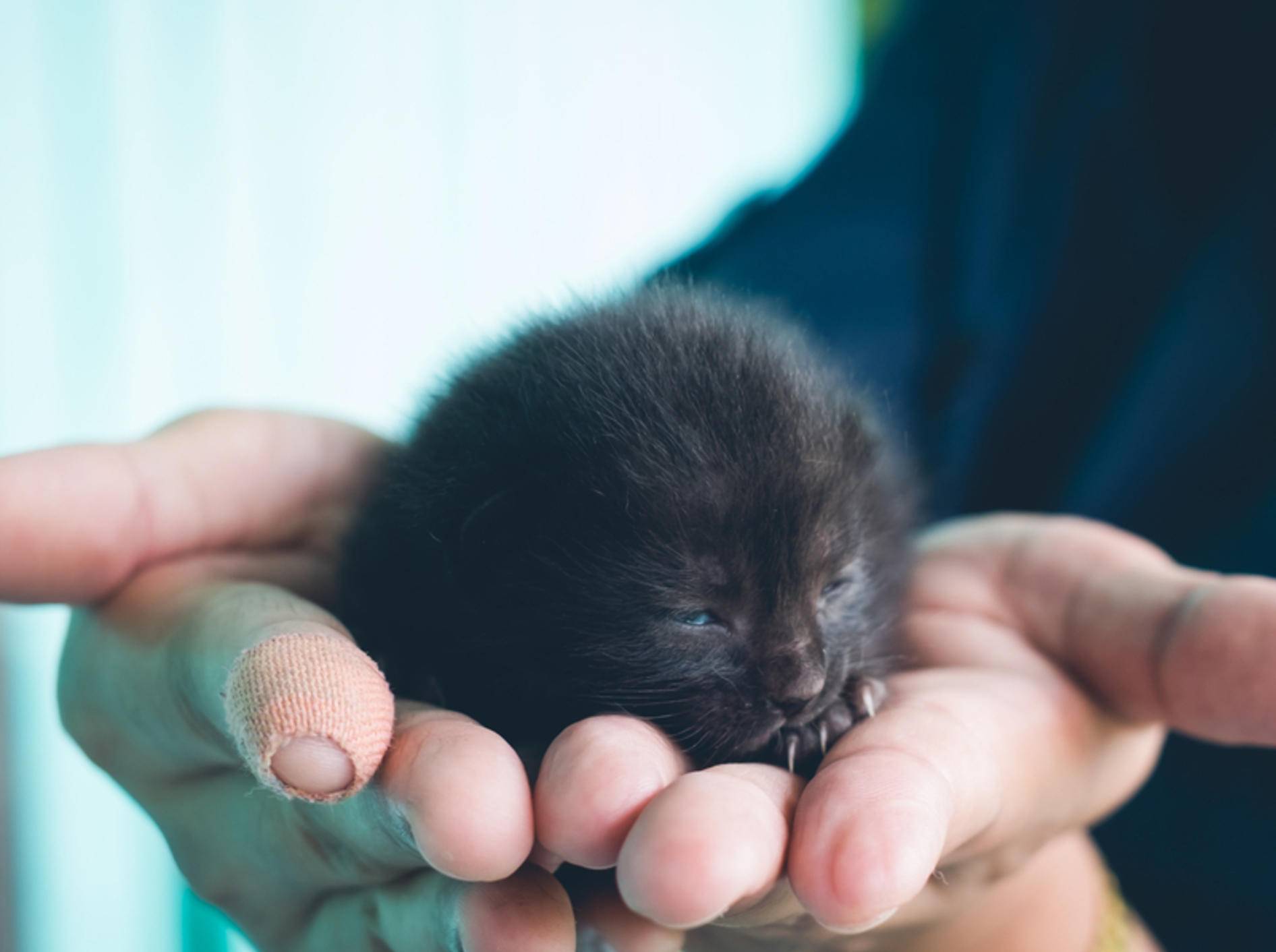 So süß: Ein winziges Katzenbaby schlummert in der Hand - Bild: Shutterstock/chanchai plongern
