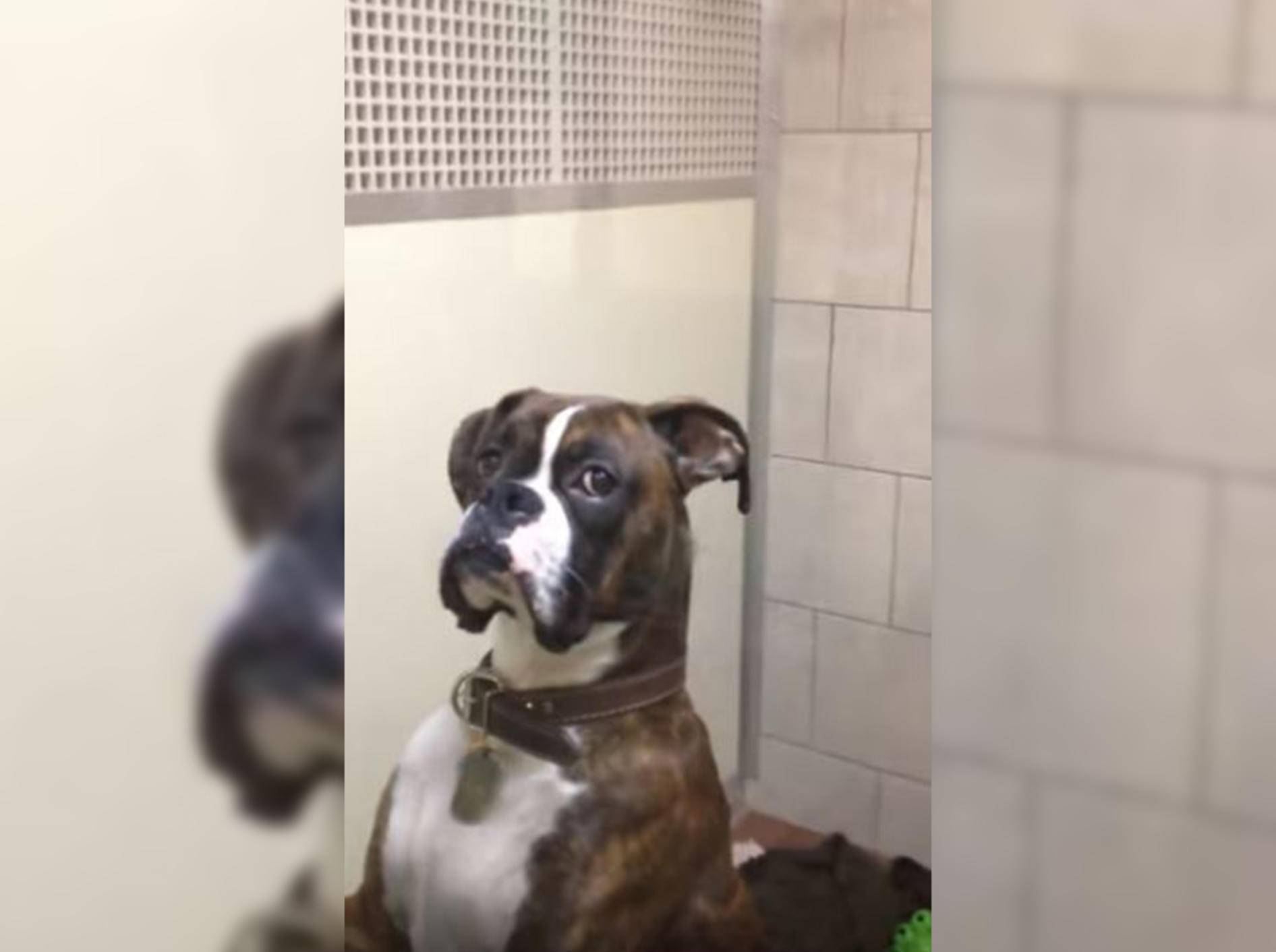 Dieser Boxer war über einen Tierarzt-Besuch ganz und gar nicht erfreut - Bild: YouTube / TheLad