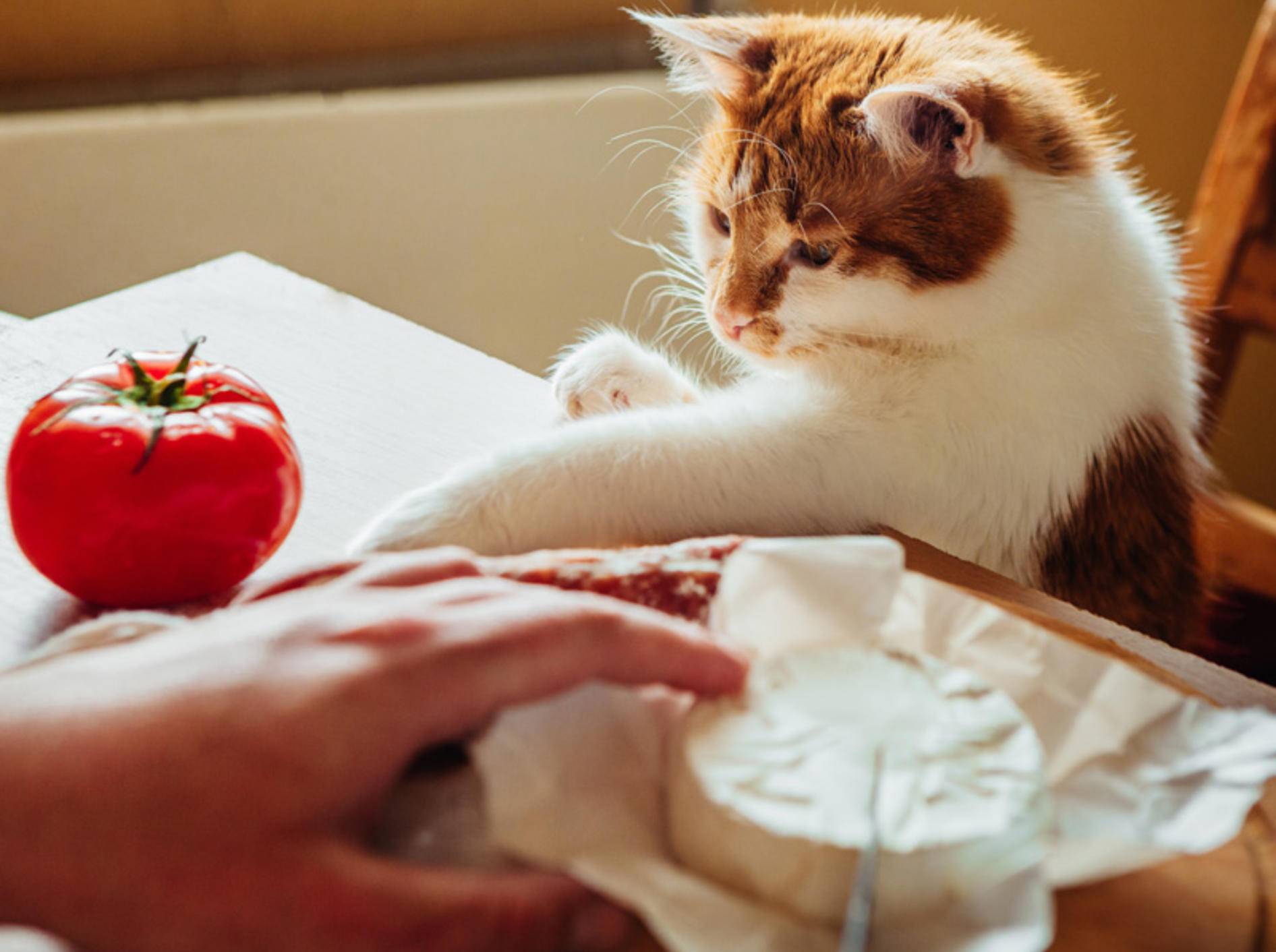Nur mal gucken! Katzen in der Küche haben immer was zu entdecken — Bild: Shutterstock / Yuliia Balanenko