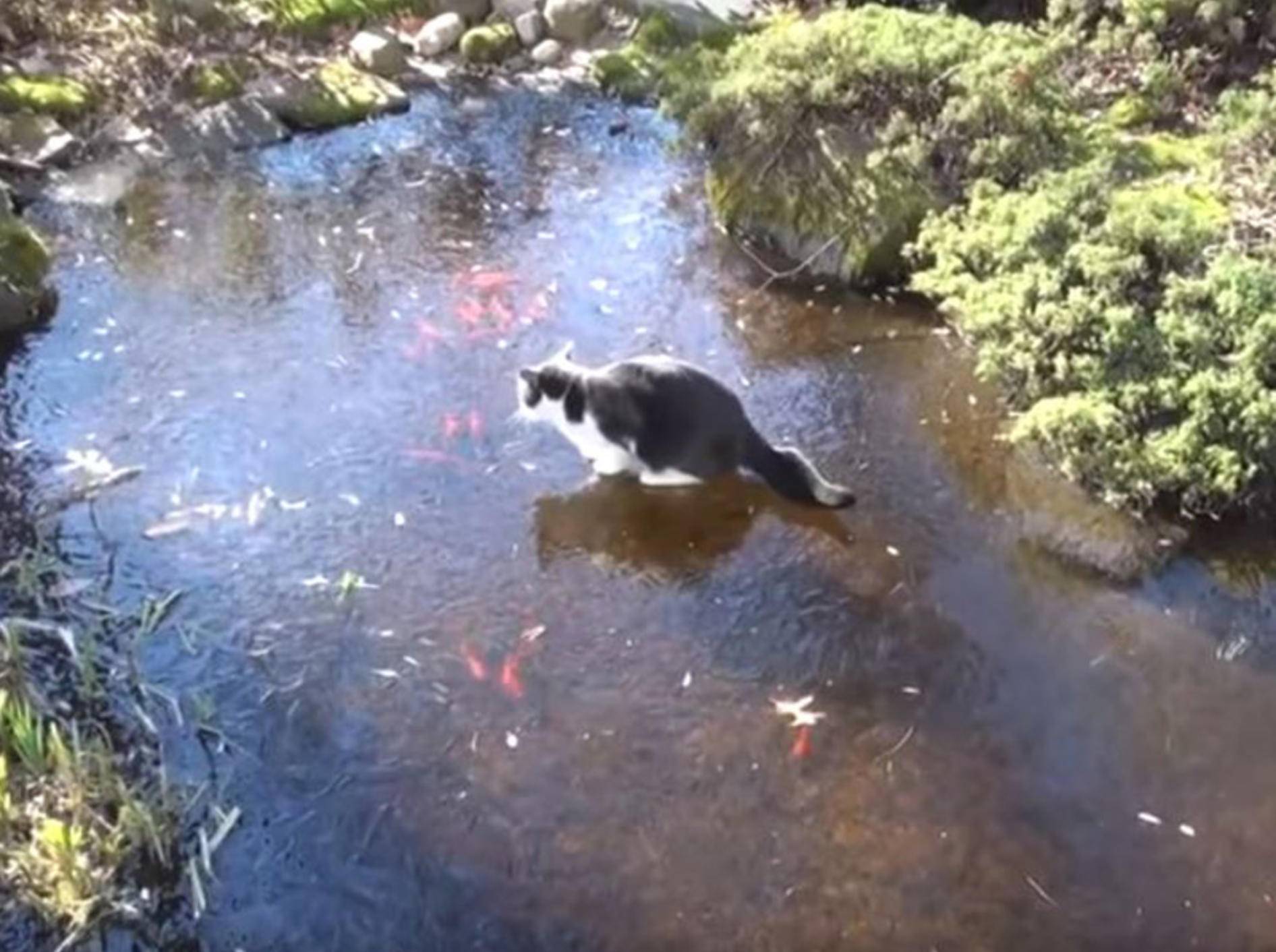 Diese Katze hat es auf einen Goldfisch abgesehen. Dumm nur, dass der Teich gefroren ist - Bild: YouTube /RM Videos