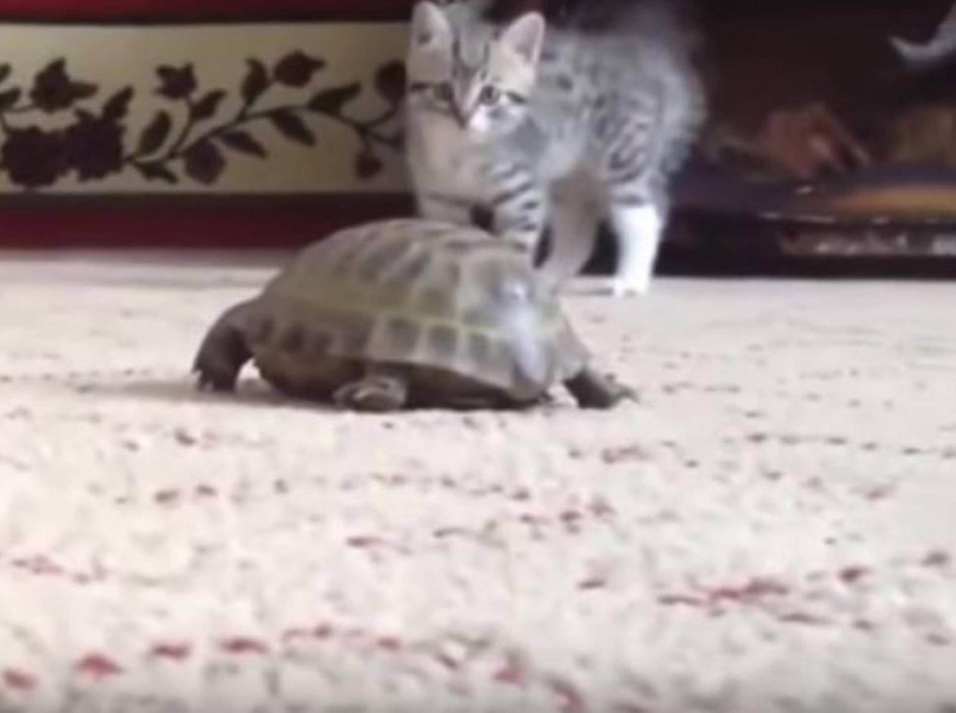 Dieses kleine Kätzchen trifft vermutlich das erste Mal auf eine Schildkröte - Bild: YouTube / Awwtastic