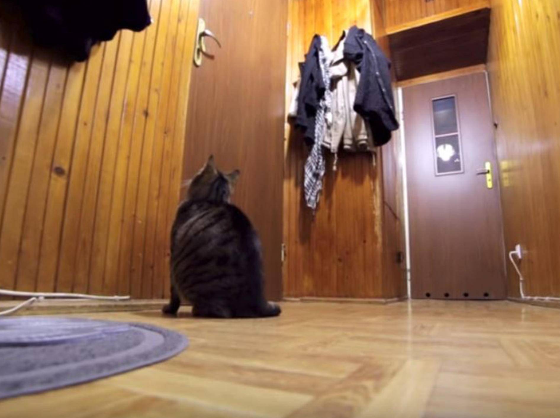 Diese Katze kann es kaum erwarten, dass Herrchen wieder nach Hause kommt - Bild: YouTube / Krzysztof Smeijlis