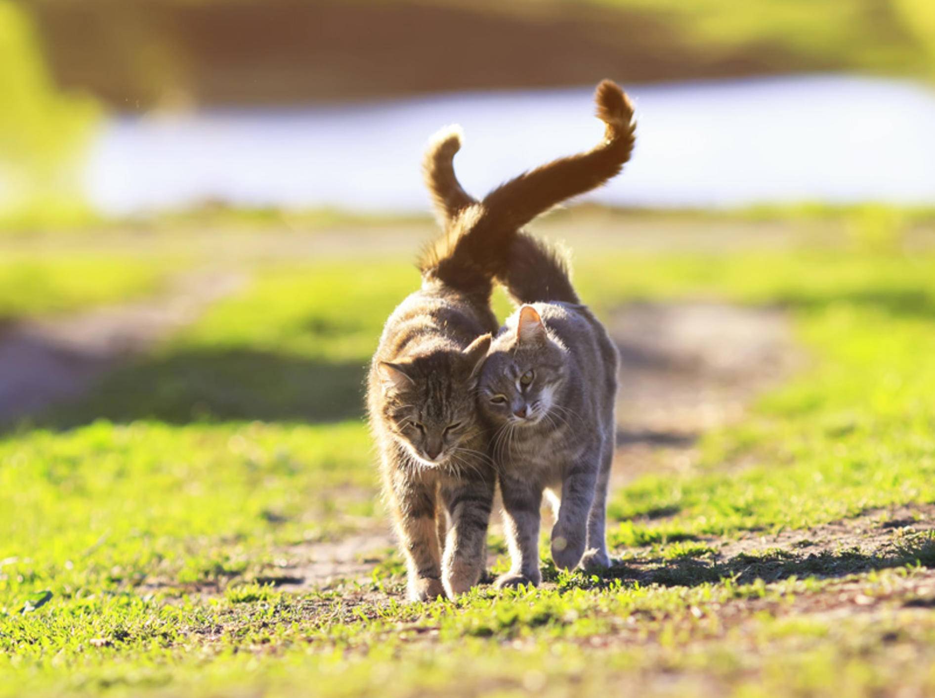 Katzen brauchen ihre Freunde, weil ... mit ihnen nie ein Ausflug ins Wasser fällt — Bild: Shutterstock / Bachkova Natalia