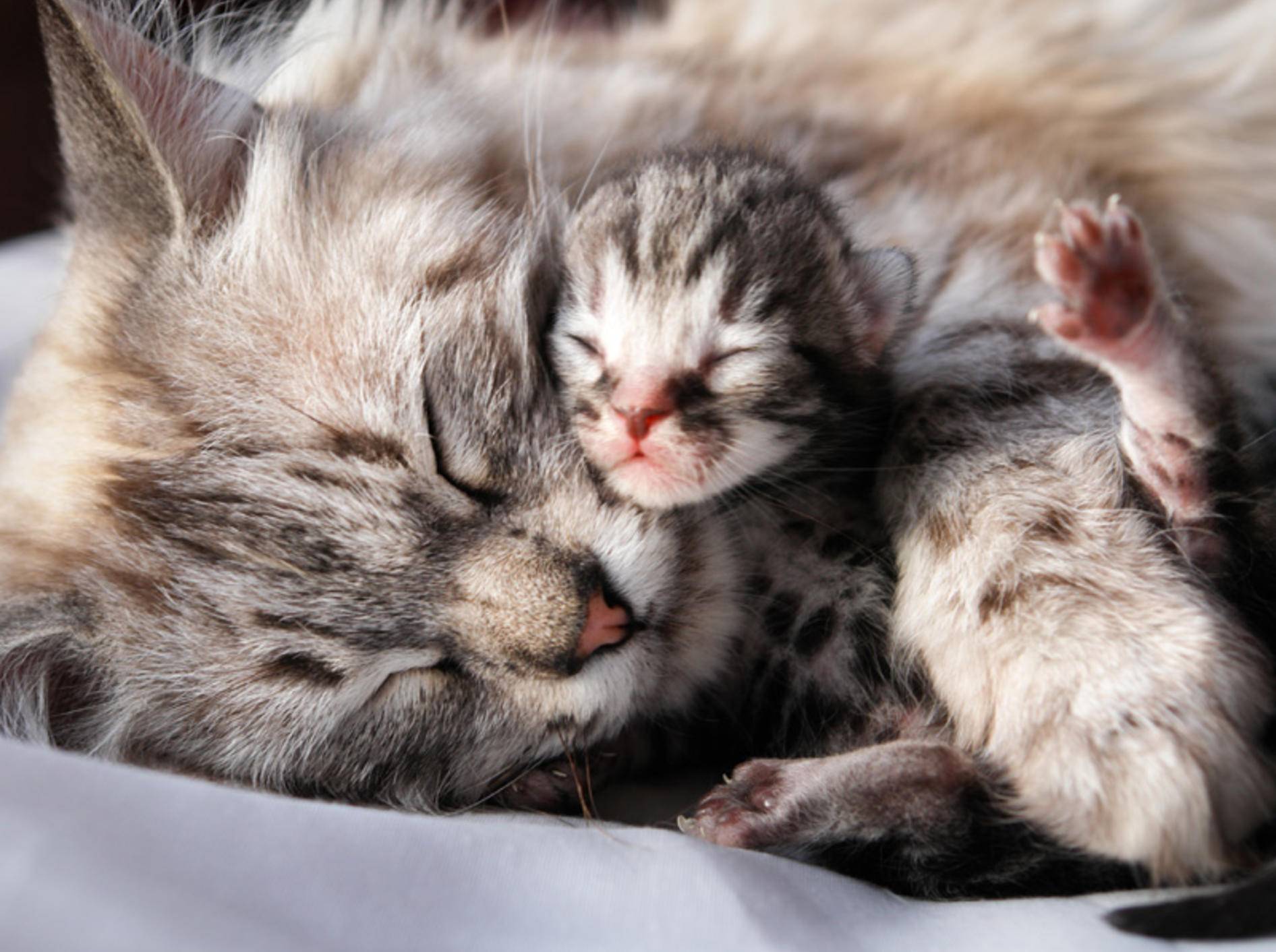 Kuscheln mit Mama: Dieses Katzenbaby ist ganz neu auf der Welt — Bild: Shutterstock / Orhan Cam
