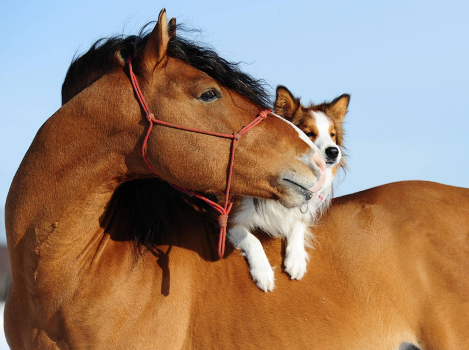 Freunde machen glücklich – finden auch dieses Pferd und sein süßer Hunde-Freund – Bild: Shutterstock / Makarova Viktoria
