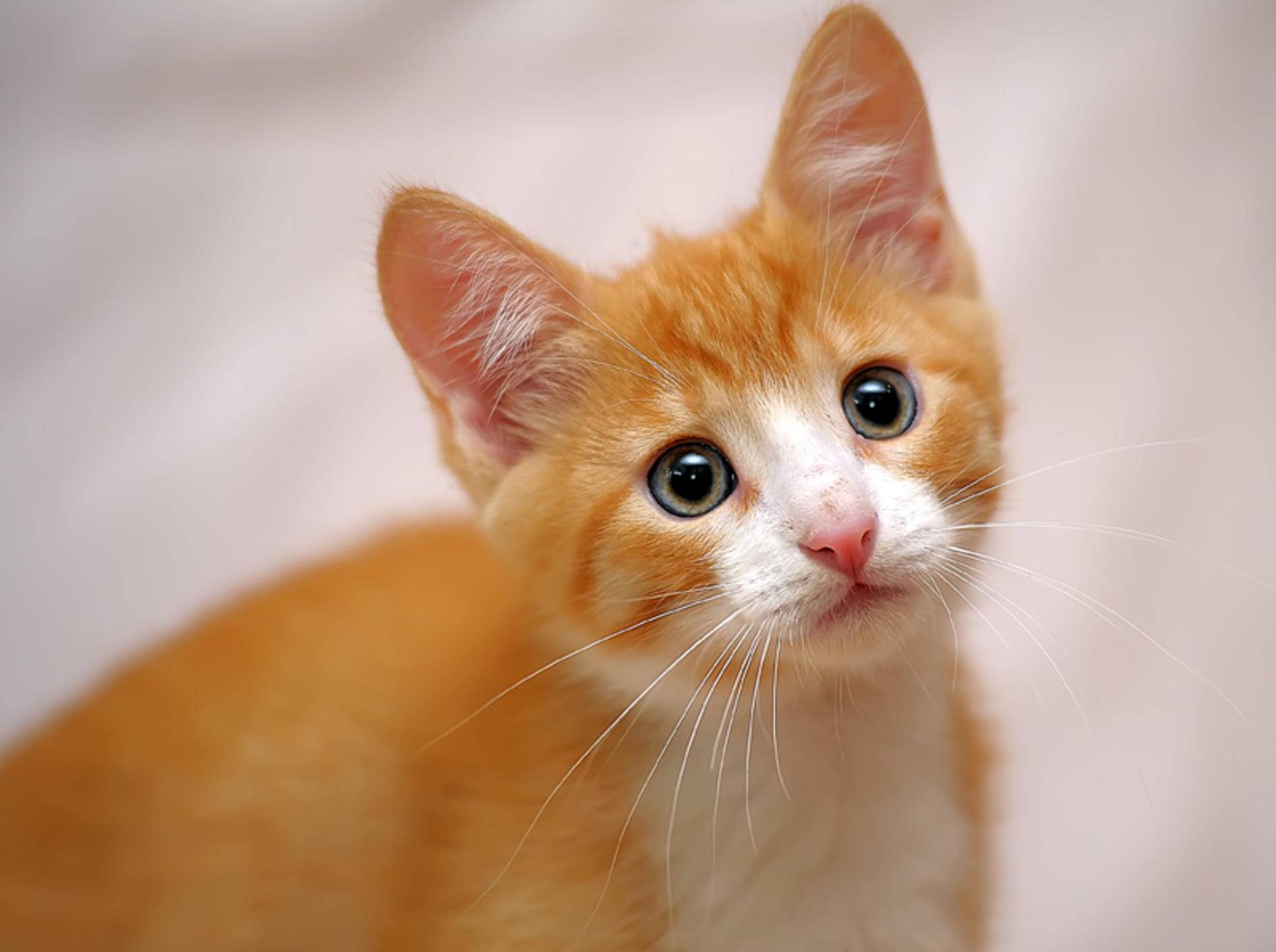 Knuffiger kleiner roter Kerl: Dieses Katzenbaby würde wohl jeder gerne mit nach Hause nehmen — Bild: Shutterstock / Evdoha_spb