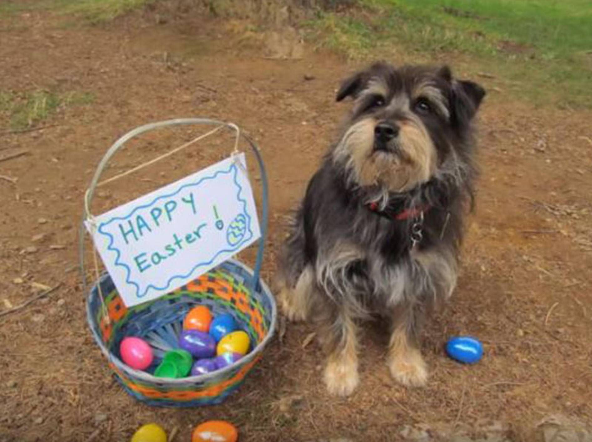 Hund Koby begibt sich an Ostern auf Eiersuche - Bild: YouTube / kimmobley333
