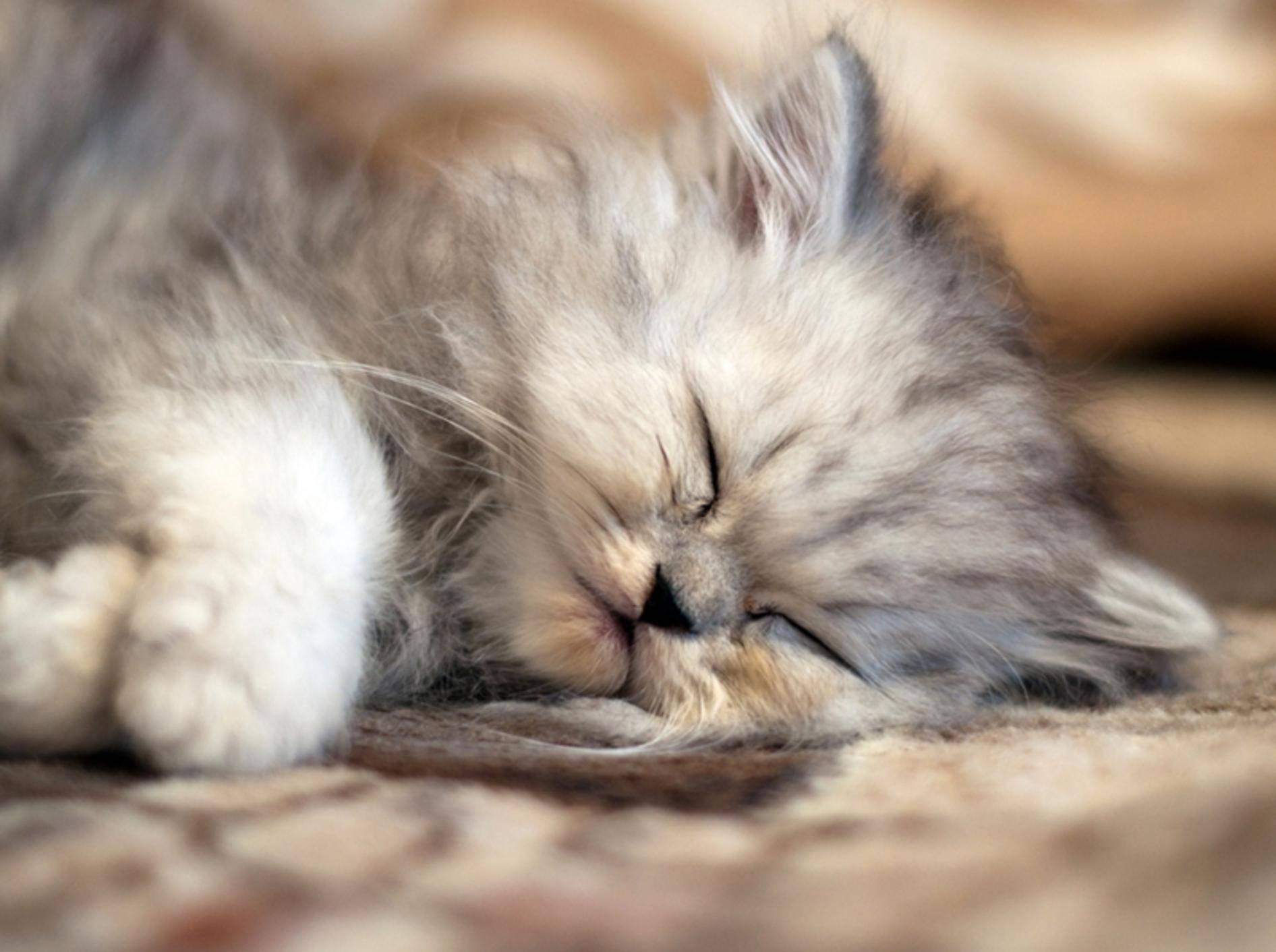 Babykatze Nummer 1: Ein winziges Perser-Glückskätzchen mit süßen Träumen — Bild: shutterstock / Trybex
