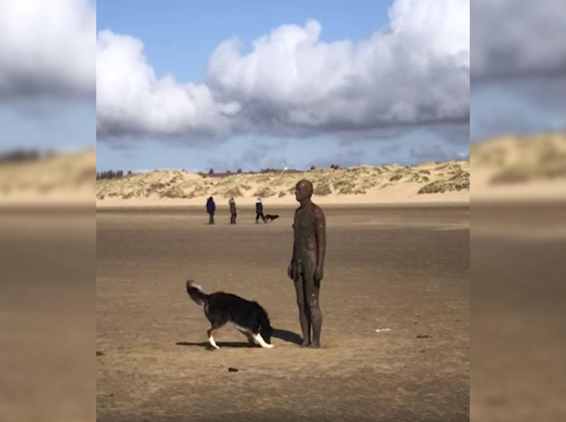 Hund Hurley will mit einer Statue spielen - Bild: YouTube/Caters Clips
