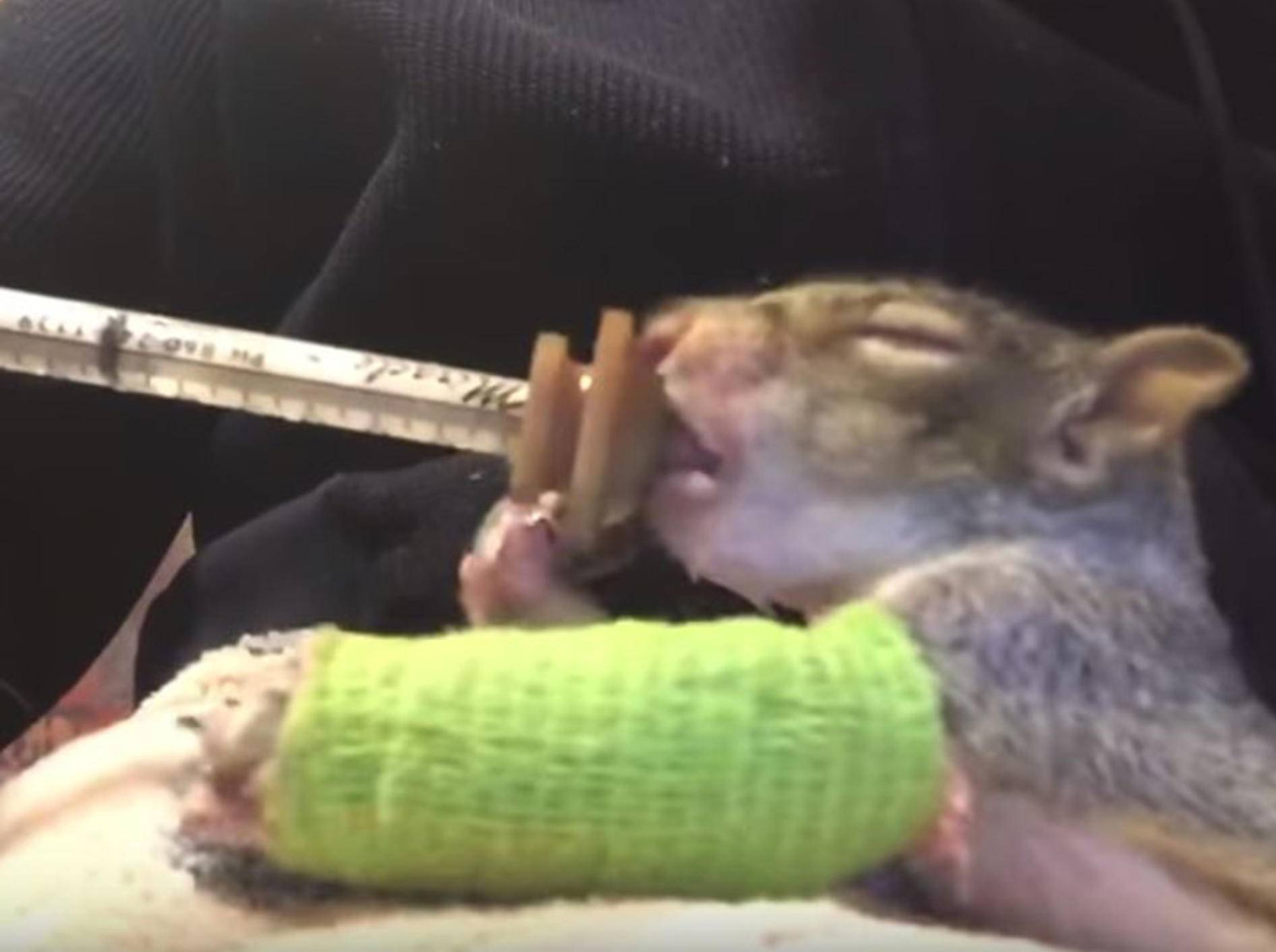 Ein Eichhörnchen im grünen Gips begeistert das Netz - Bild: YouTube / Orphaned Wildlife Center