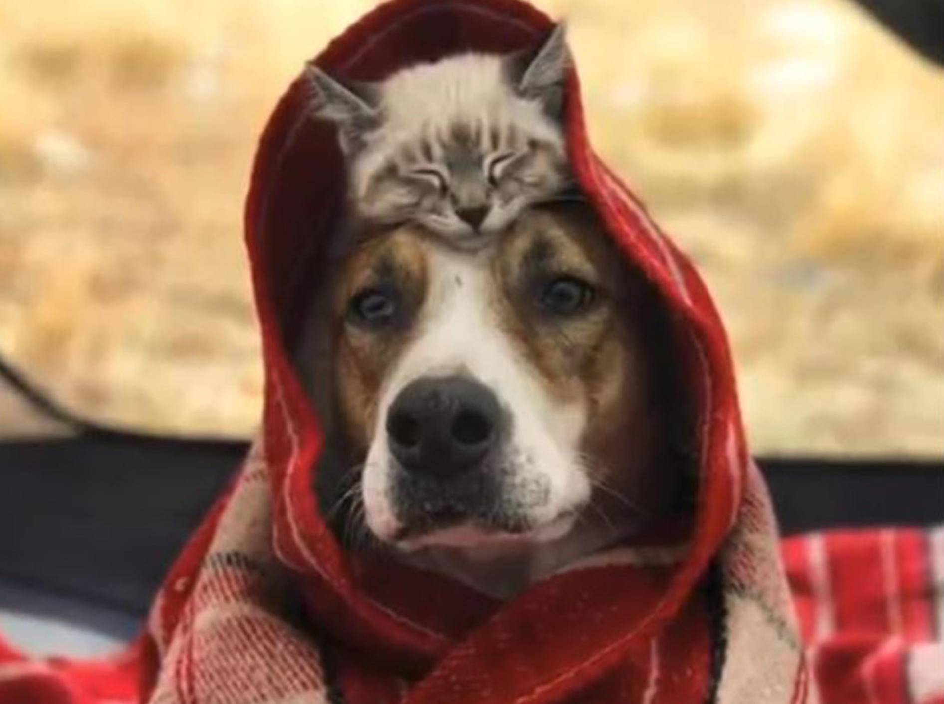 Hund Henry und Katze Baloo sind ein Herz und eine Seele - Bild: YouTube / Multiple Media