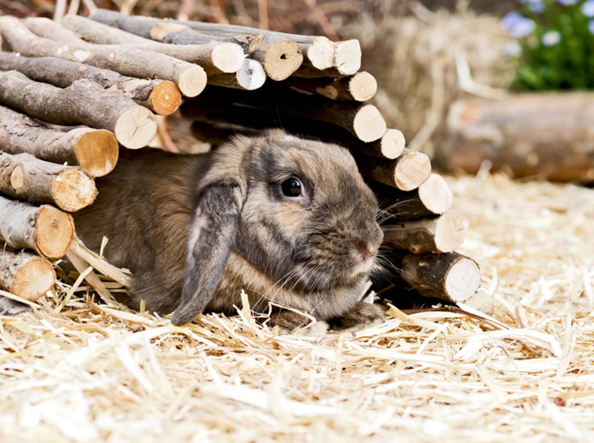 Verstopfungen können lebensbedrohlich für Kaninchen werden – Bild: Shutterstock / Claudia Paulussen
