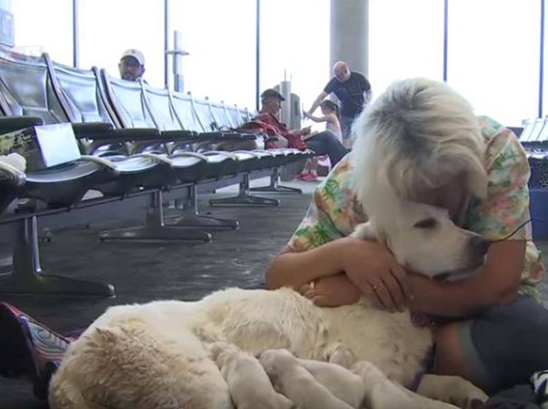 Hündin Ellie hat ihren Nachwuchs am Flughafen zur Welt gebracht - Bild: YouTube / FOX 13 News - Tampa Bay