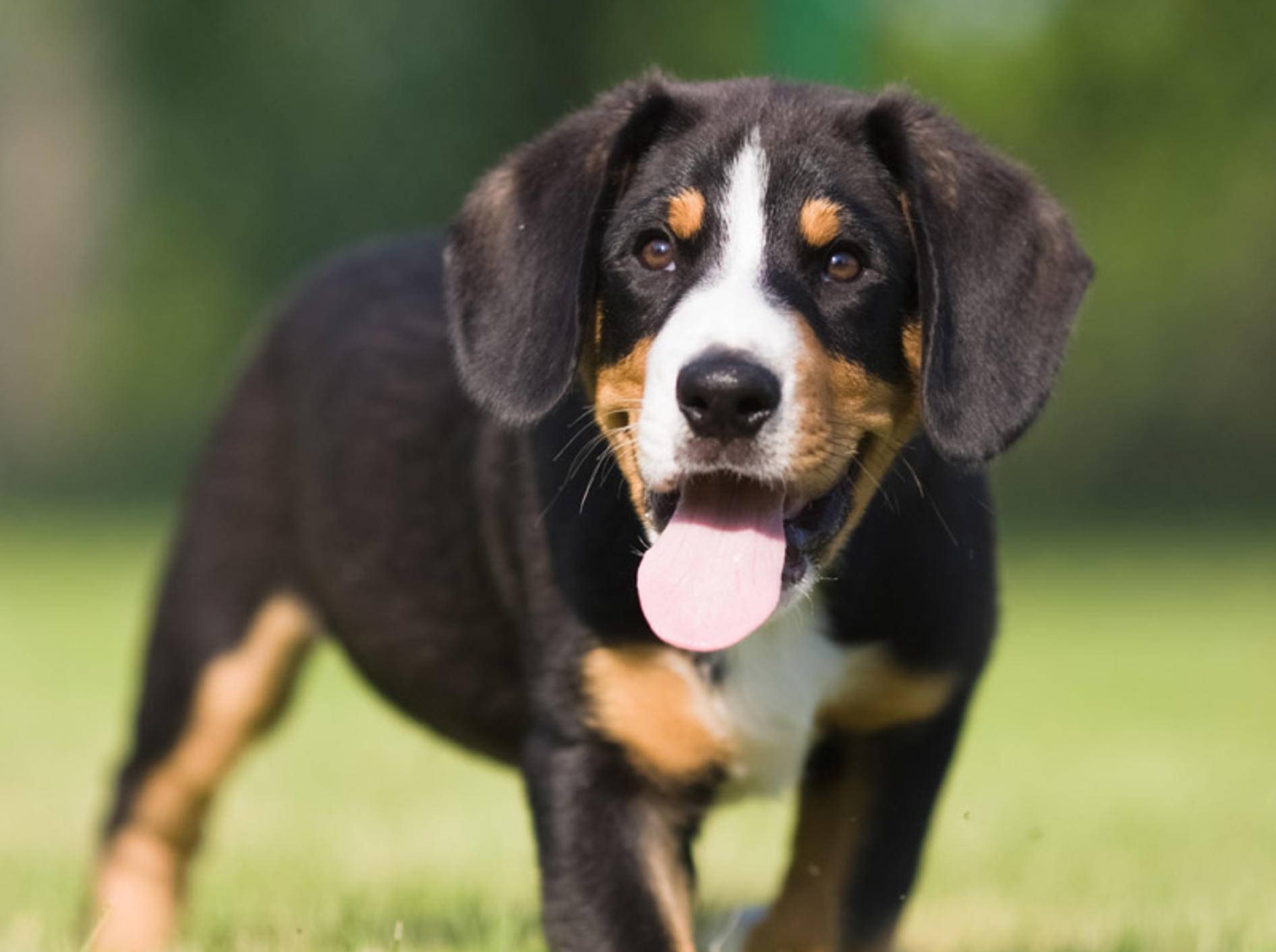 Welche Ursachen können zugrunde liegen, wenn ein Hund ständig hechelt? - Bild: Shutterstock / Christian Mueller