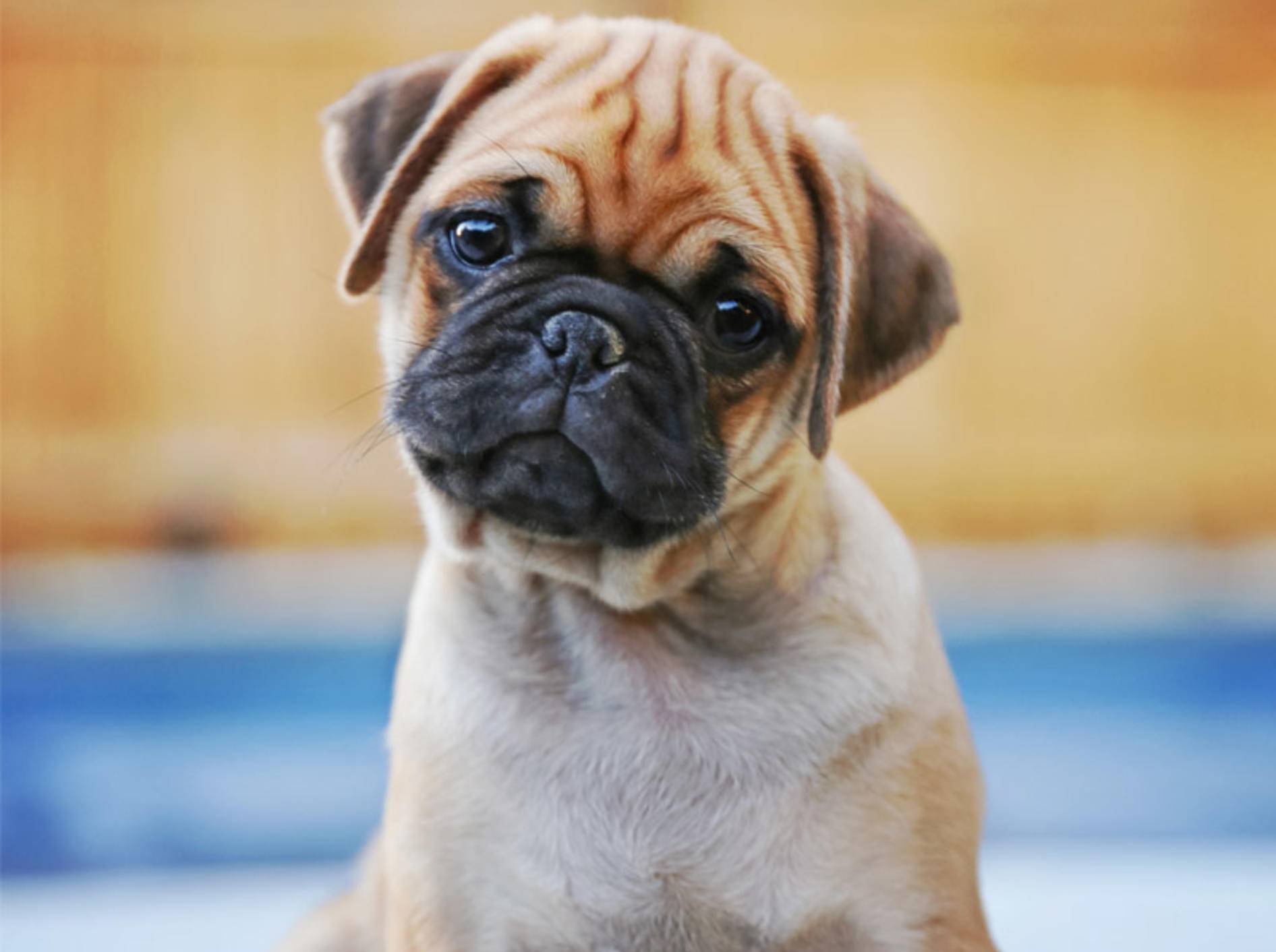 Ist der Dackelblick bei Hund das Ergebnis der Evolution? - Bild: Shutterstock / Annette Shaff
