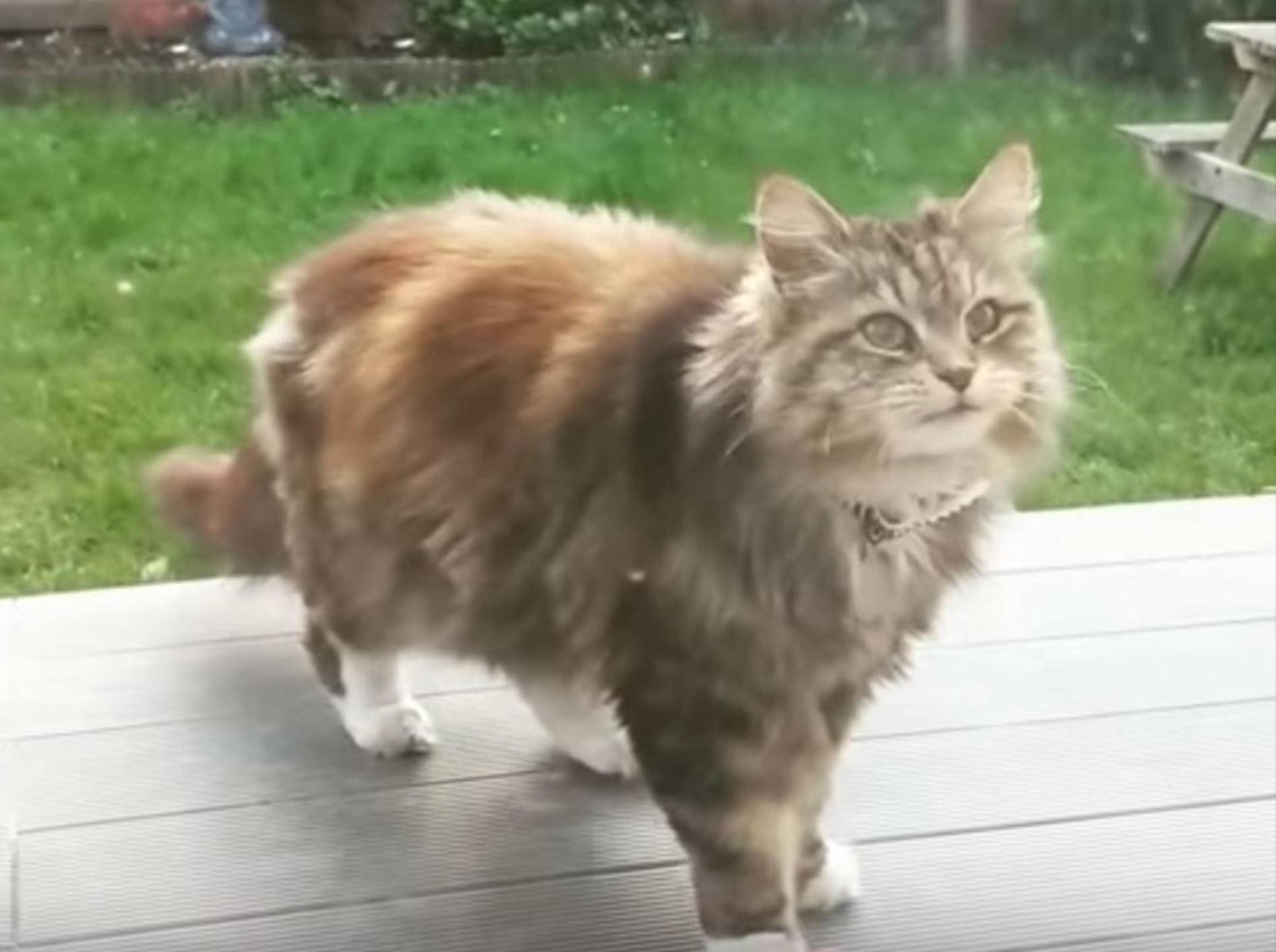 Katze Willow versorgt ihre Nachbarin täglich mit Blüten - Bild: YouTube / Love Meow