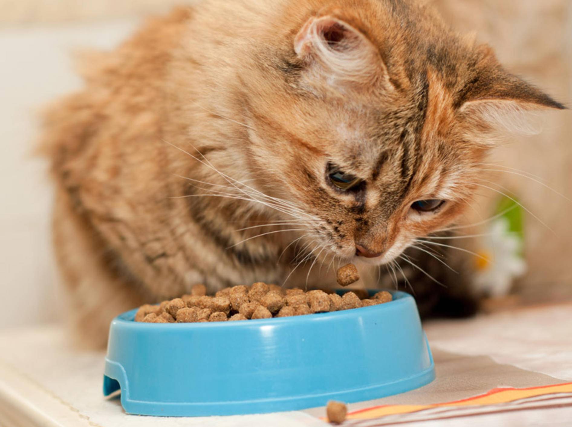 Stiftung Warentest hat Trockenfutter für Katzenfutter untersucht - Bild: Shutterstock / Nataliia Dvukhimenna