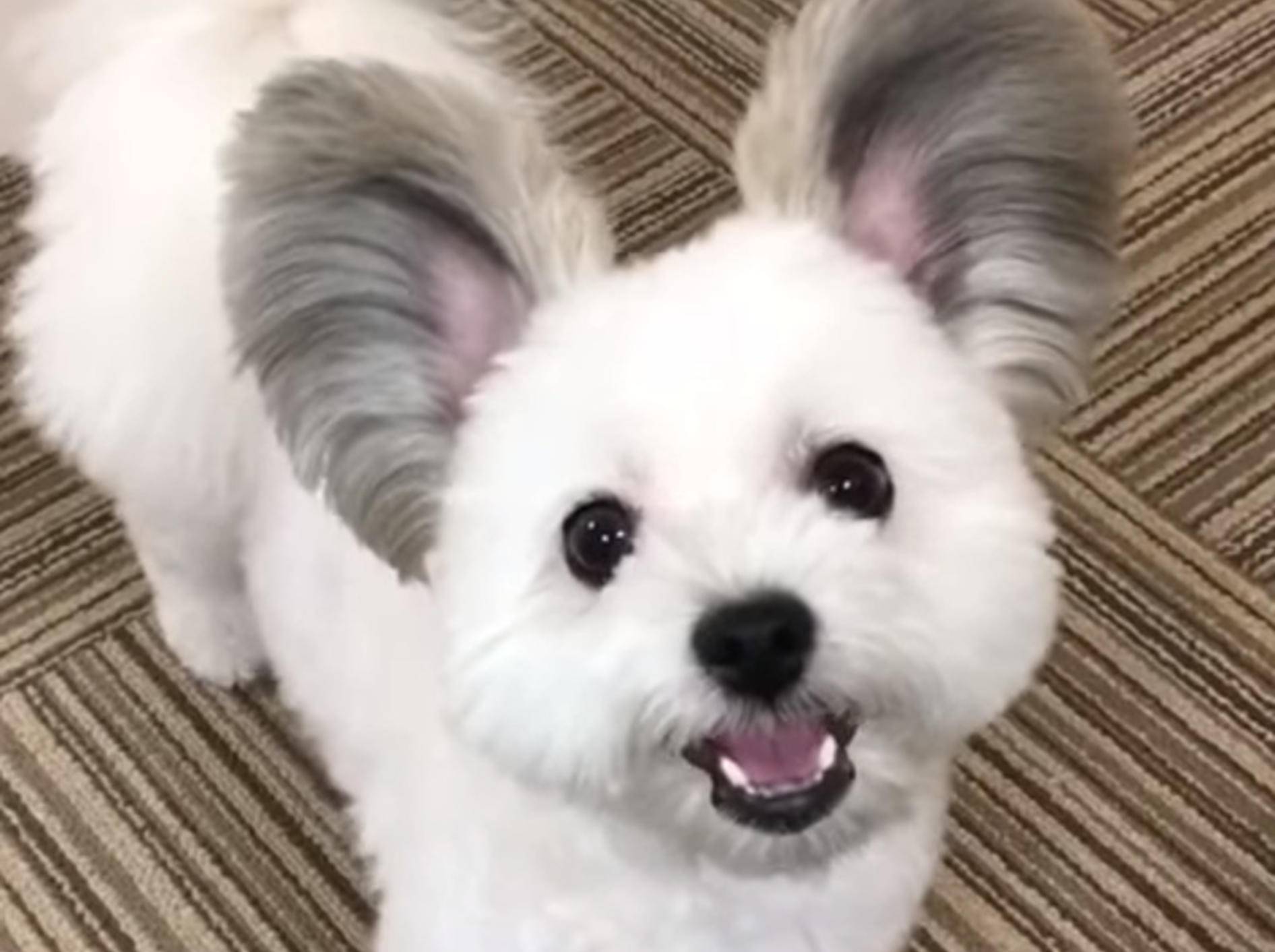 Ein Hund namens Goma begeistert mit seinen Ohren derzeit das Netz - Bild: YouTube / Strange incident