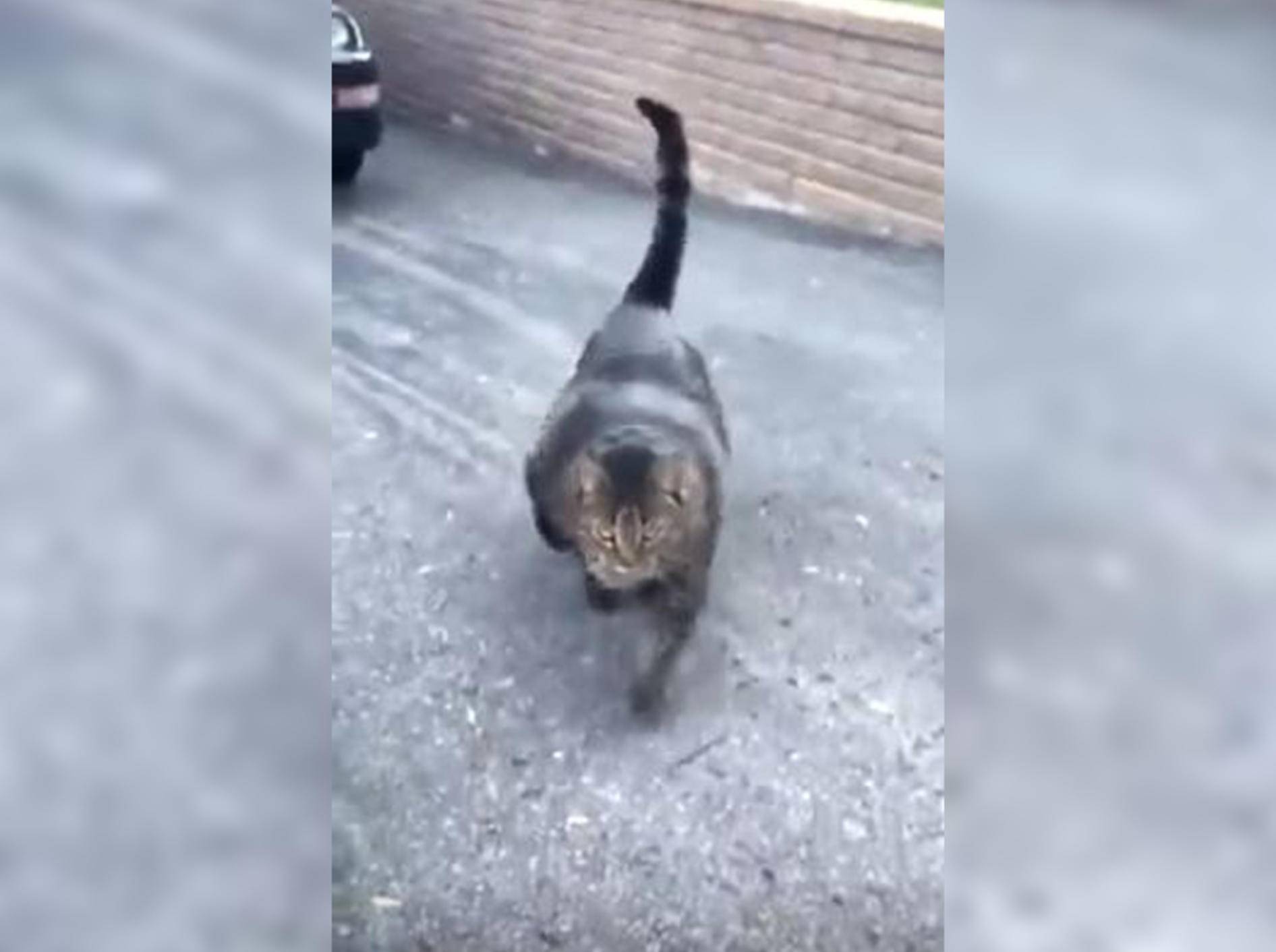 "Buff Cat" begeistert derzeit Internetnutzer - Bild: YouTube / Web video_3