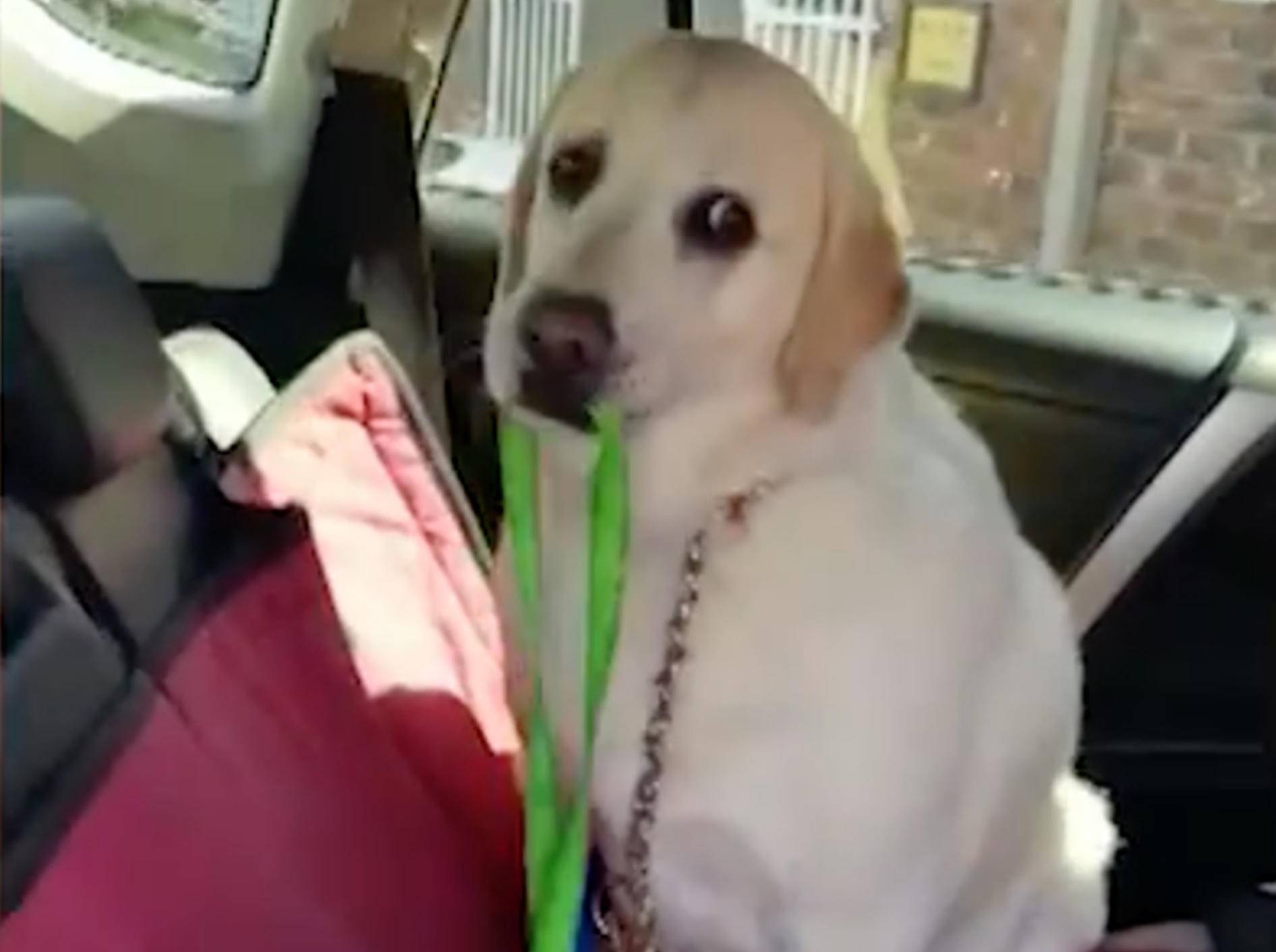 Dieser Labrador hat so gar keine Lust auf seinen Tierarzt-Besuch - Bild: YouTube / Caters Clips