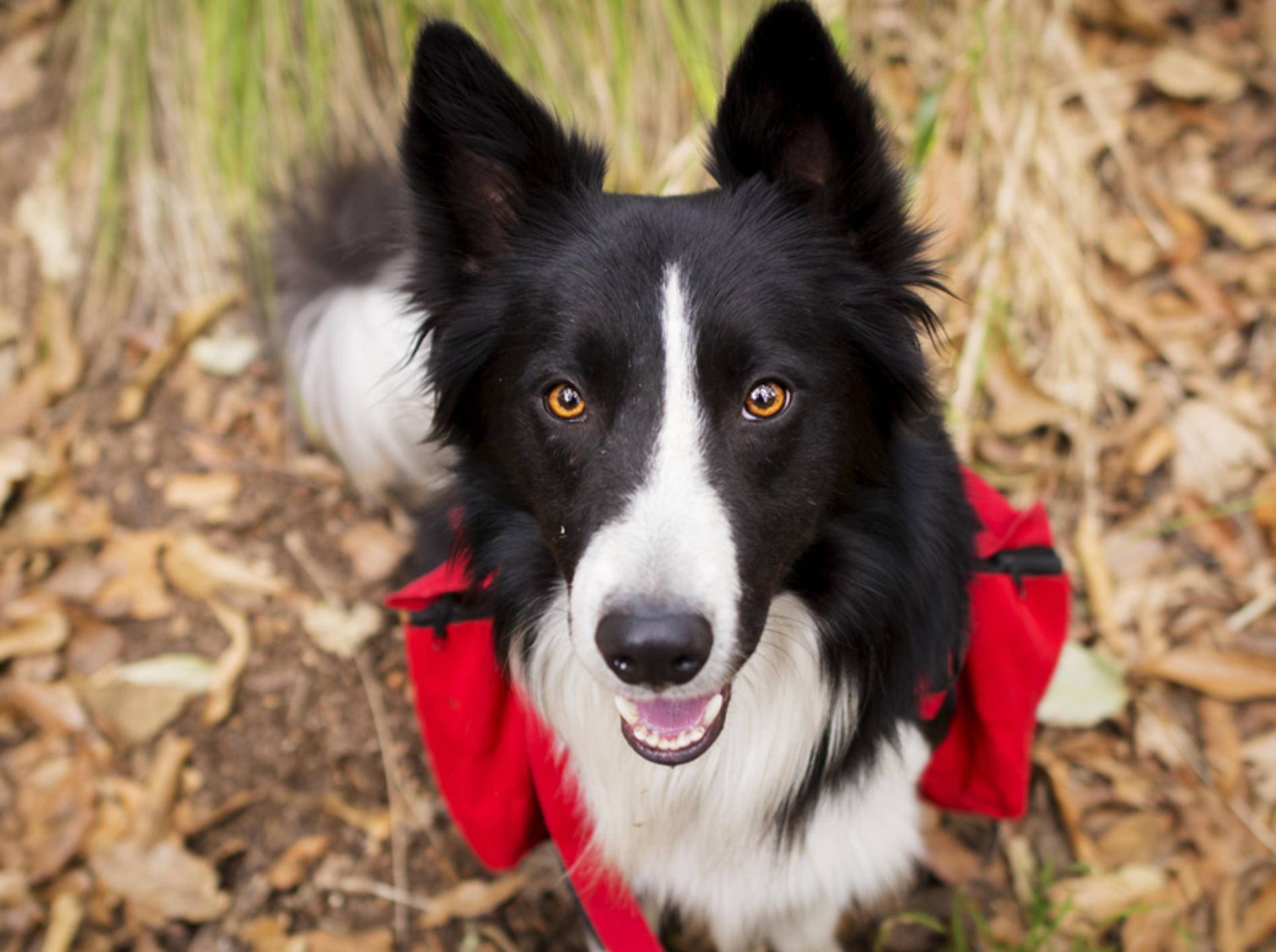 Welche Ausrüstung braucht man, wenn man mit dem Hund wandern geht? - Bild: Shutterstock / jos macouzet