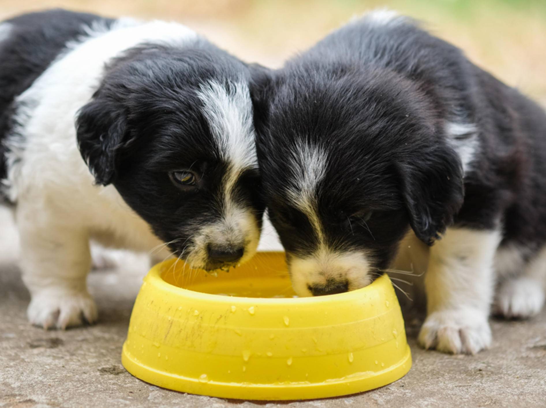 Vor allem im Sommer gibt es vor Geschäften und Restaurants Gemeinschaftsnäpfe für Hunde - Bild: Shutterstock / Ezzolo