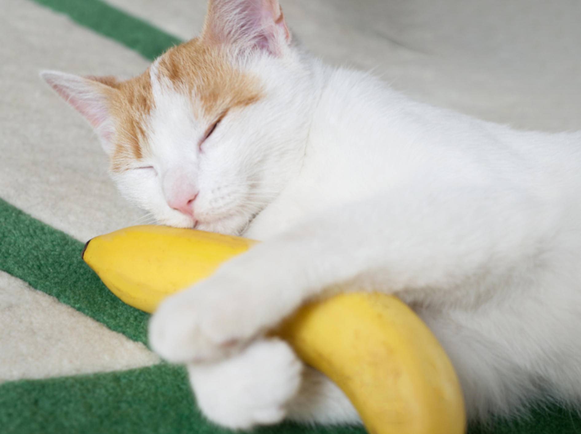 Sind Bananen für Katzen giftig? - Bild: Shutterstock / pp1