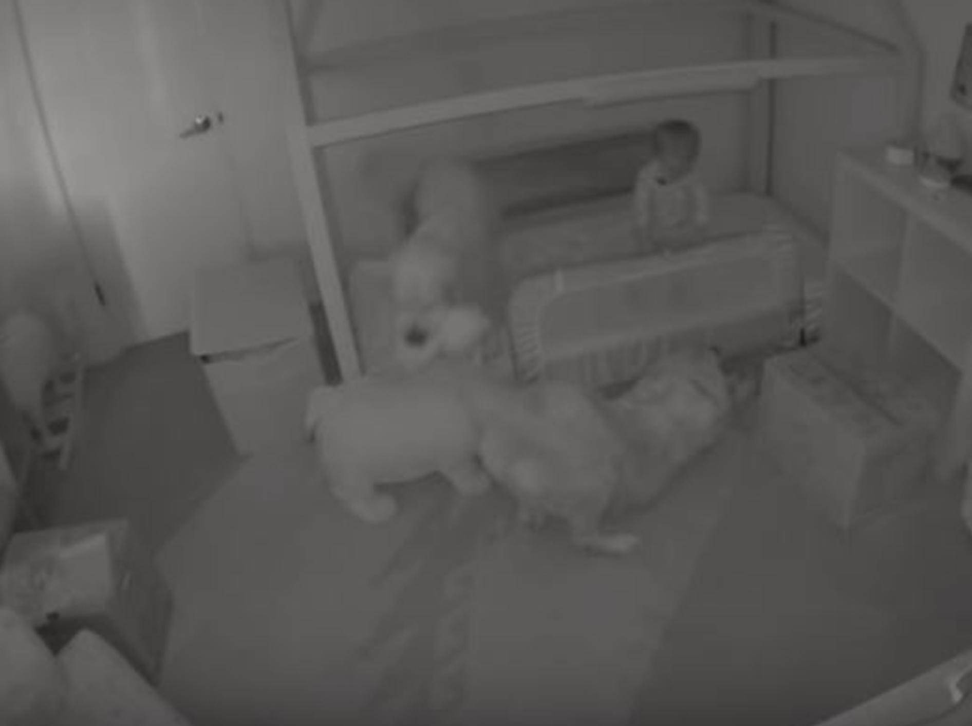 Labradore befreien Kleinkind aus seinem Zimmer - Bild: YouTube / Daily Mail