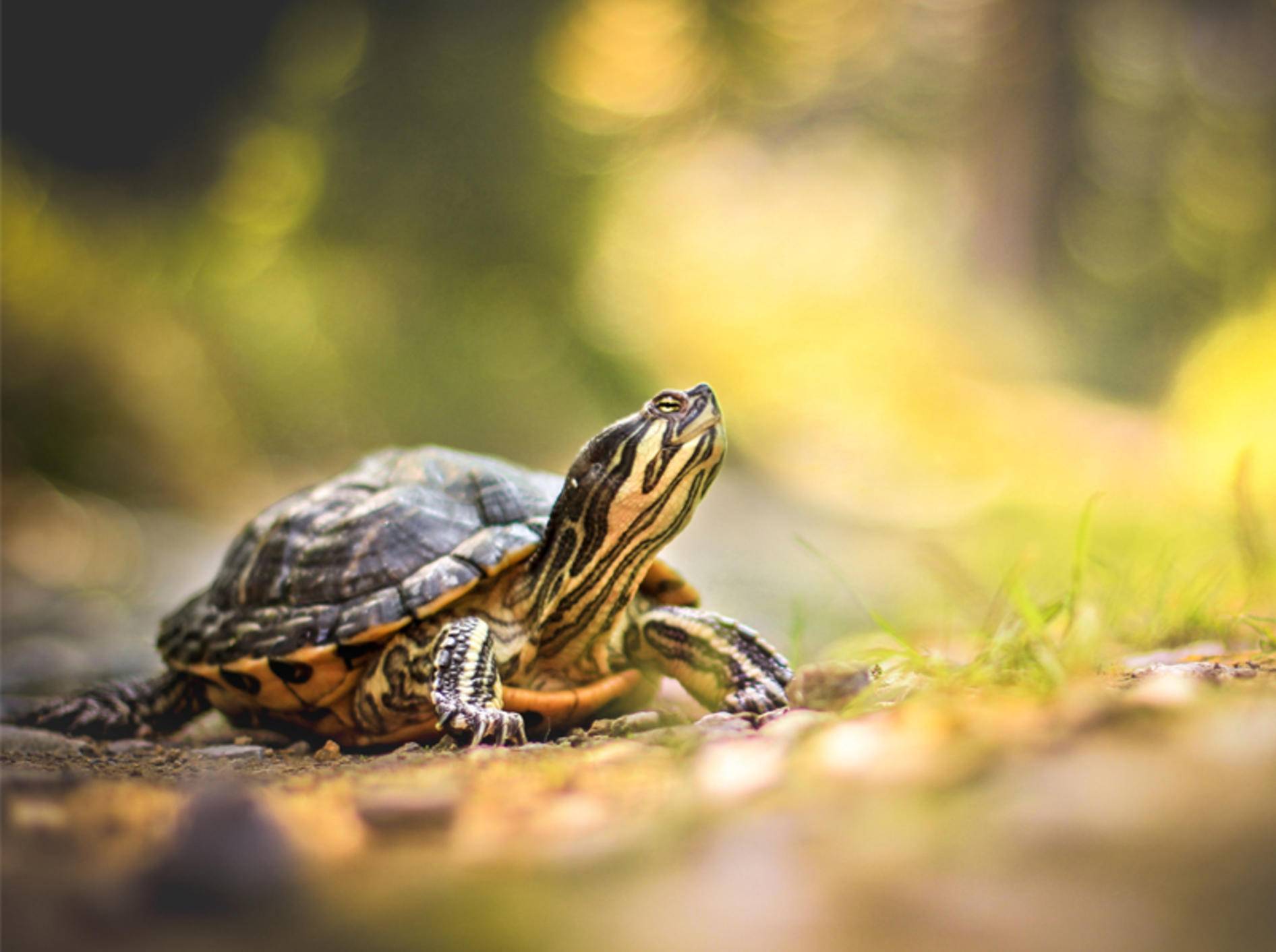 Wie hält man Schildkröten artgerecht? - Bild: Shutterstock / Nicinka Studio