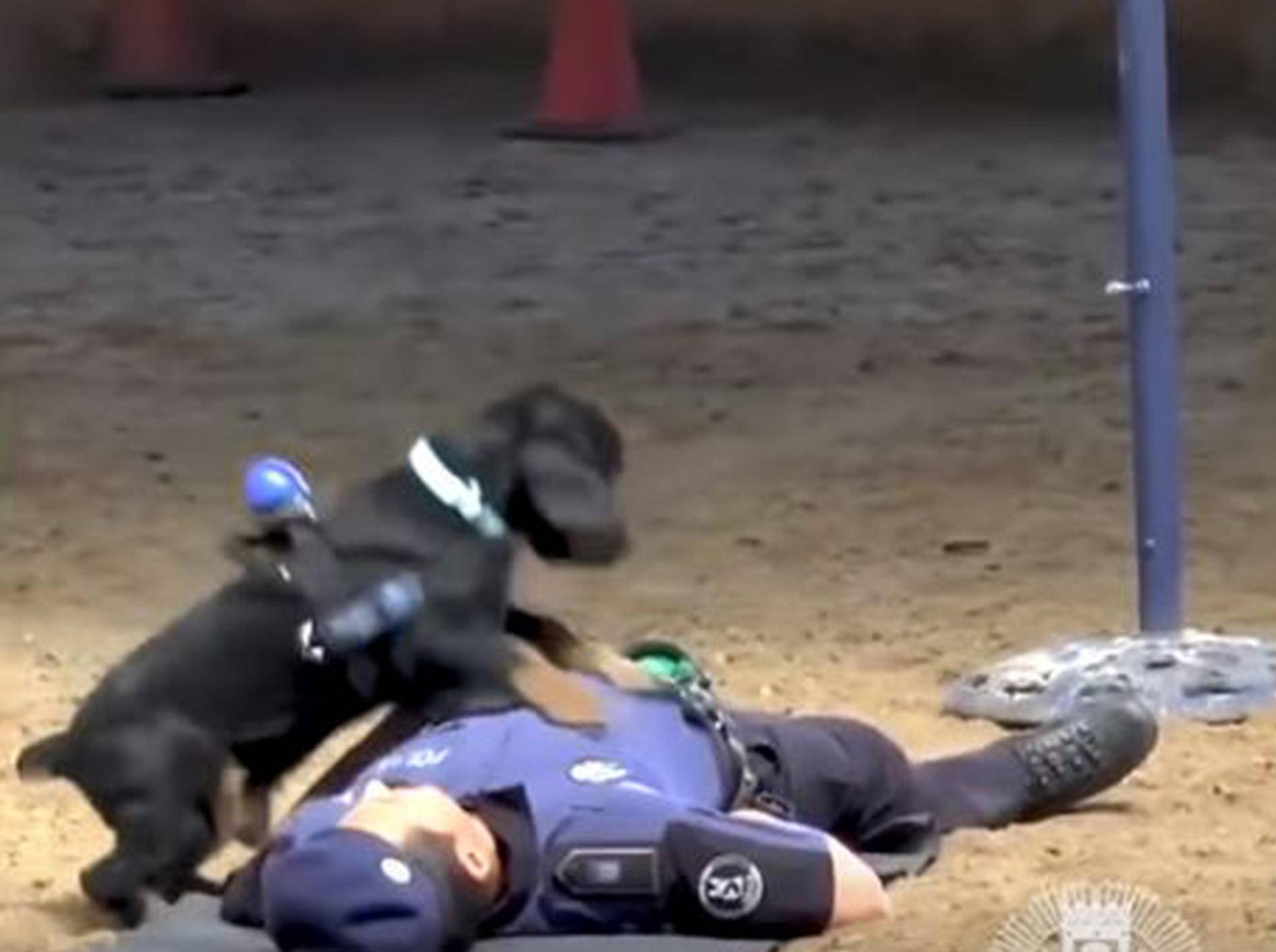 Polizeihund Poncho in Aktion - Bild: YouTube / WELT