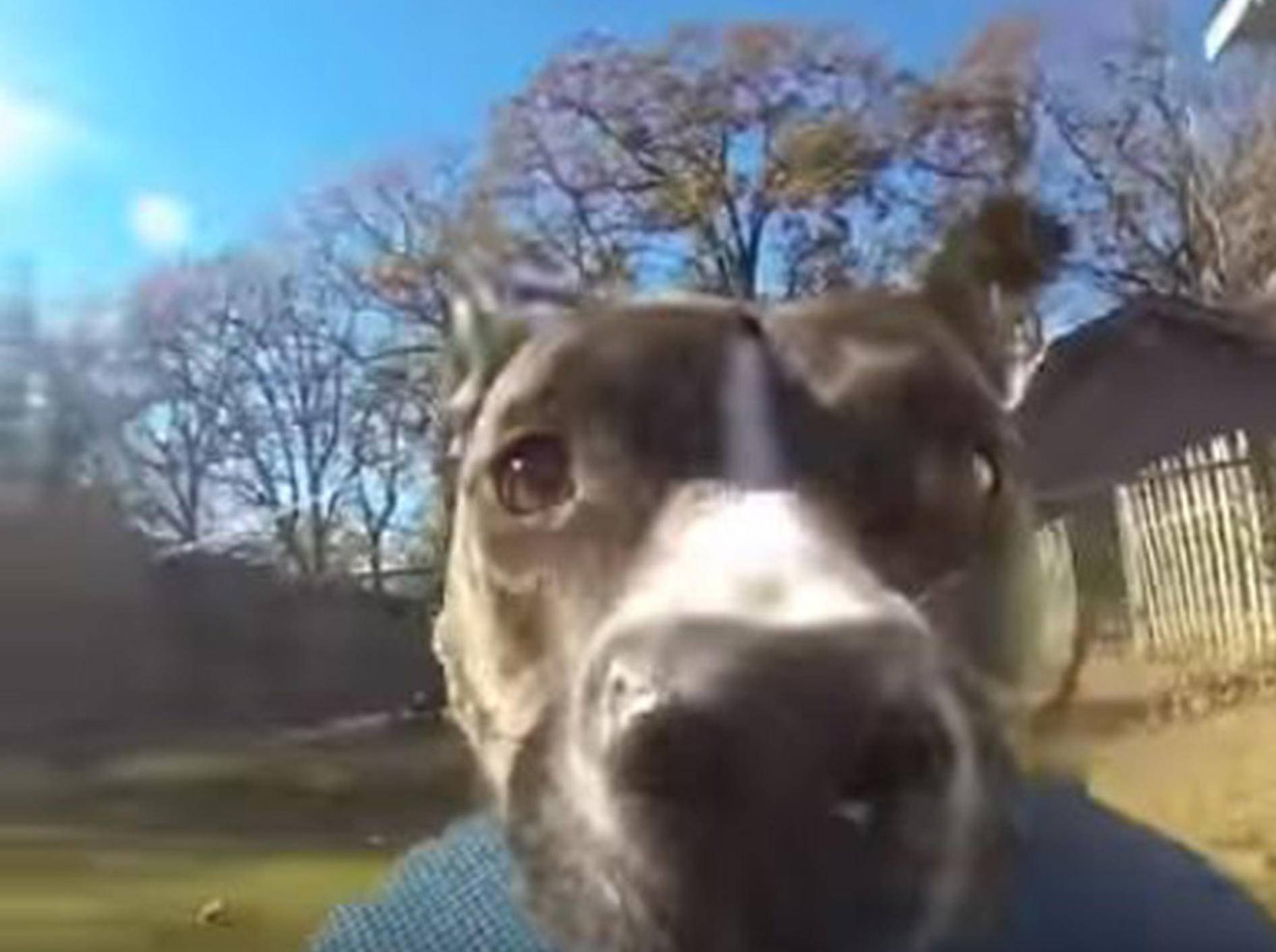 Hundedame Bonnie hat sich die GoPro ihres Besitzers gemopst - Bild: YouTube / RM Videos
