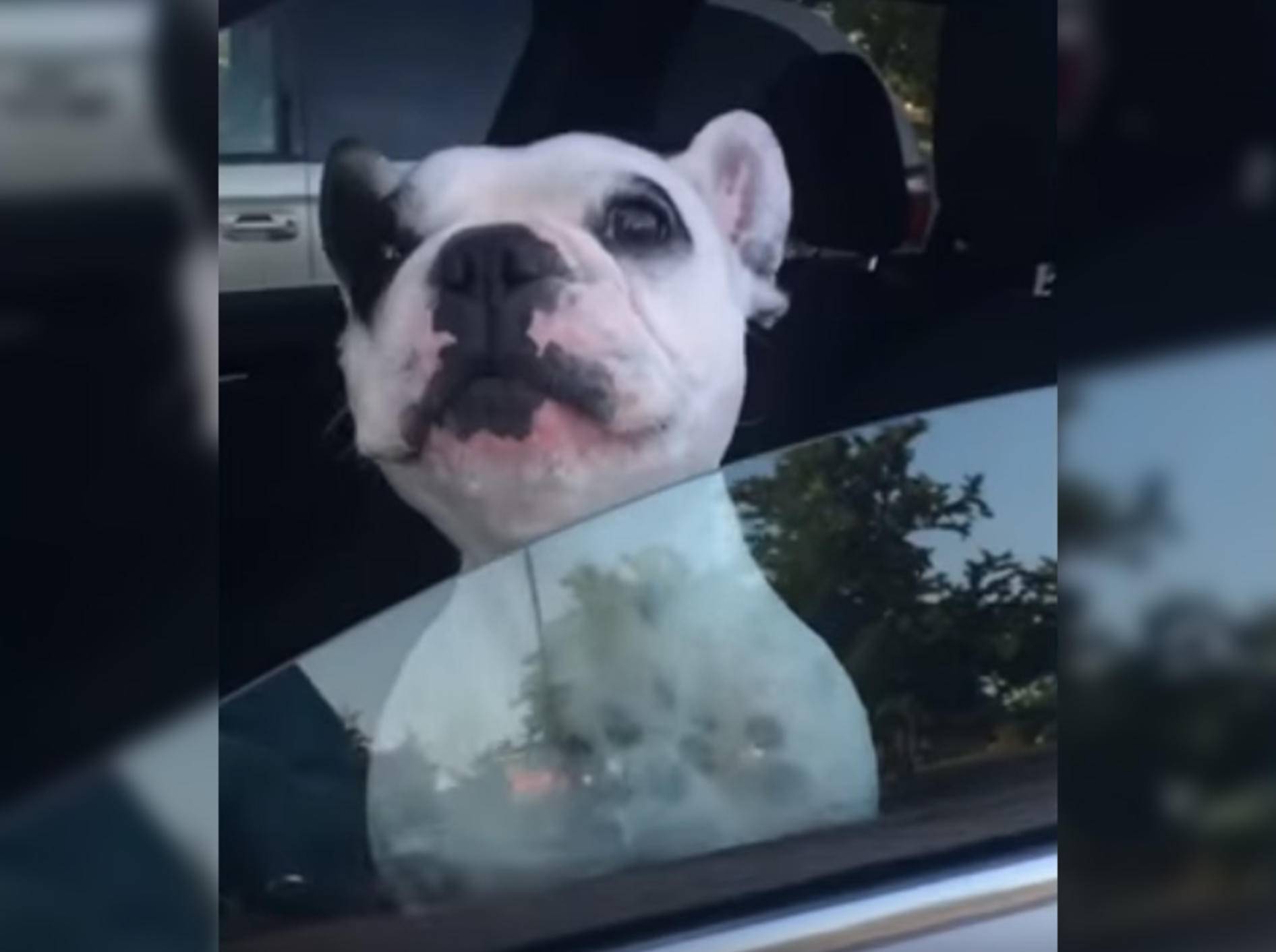 Hund Walter begeistert mit seinem Gesang das Netz - Bild: YouTube / Strange incident