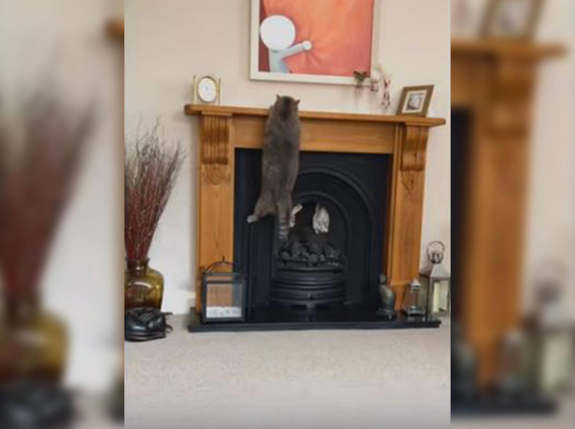 Diese Katze versucht vergeblich, auf den Kaminsims zu klettern - Bild: YouTube / DailyPicksandFlicks