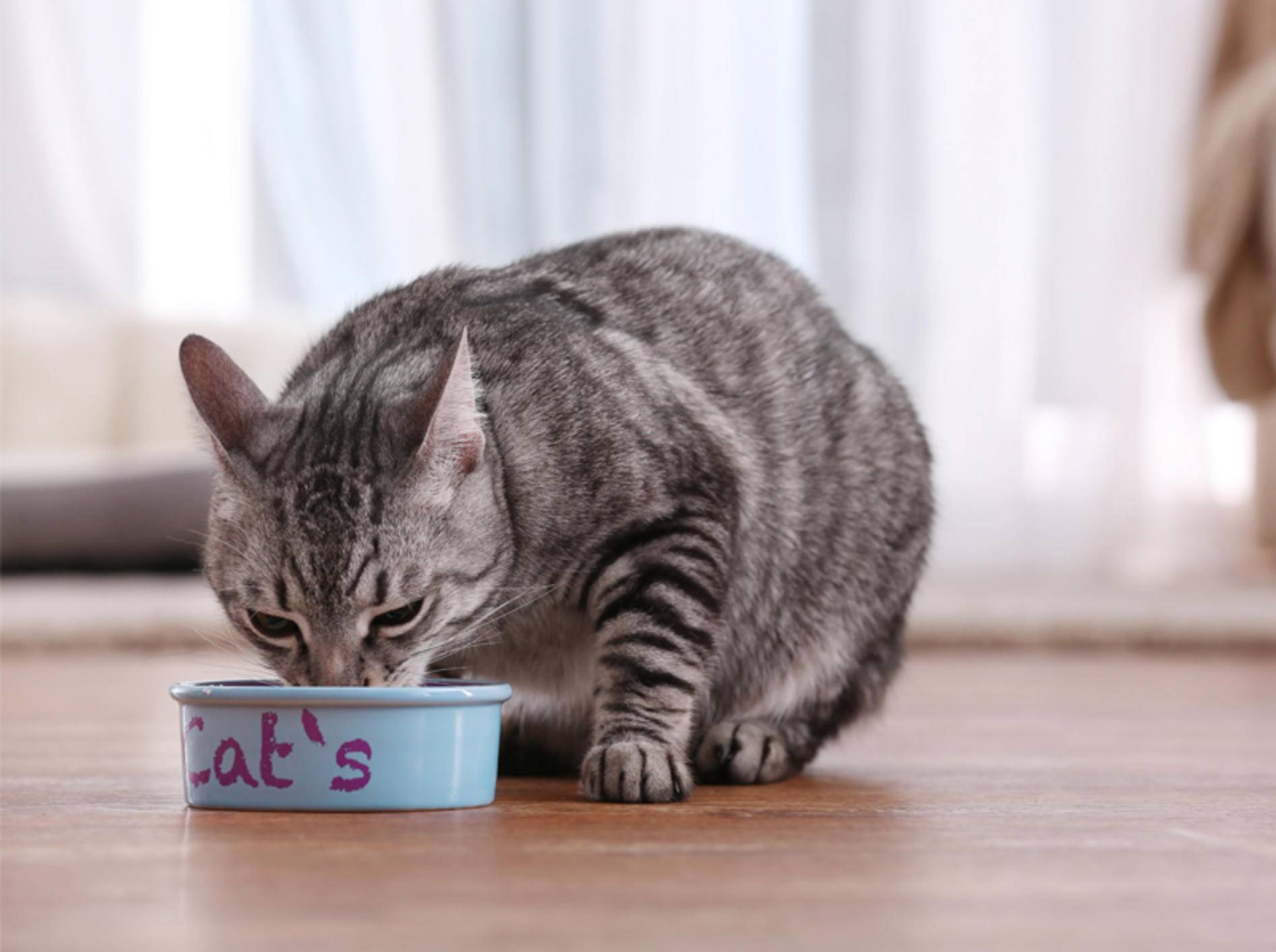 Ist Reis gut für Katzen? - Bild: Shutterstock / Africa Studio