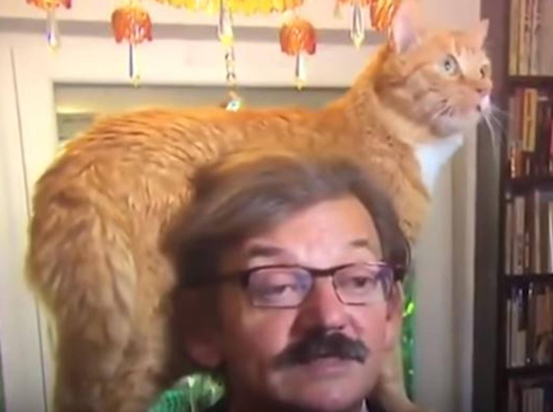 Von seiner Katze ließ sich dieser Interviewte nicht beirren - Bild: YouTube / 24 TV PROD