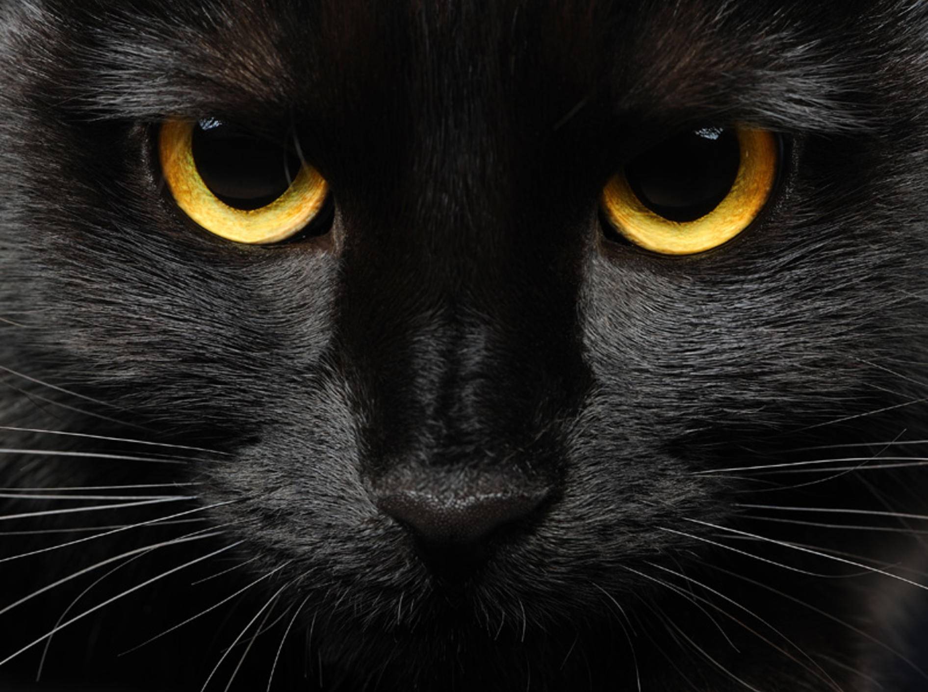 Freitag Der 13 Warum Bringen Schwarze Katzen Angeblich