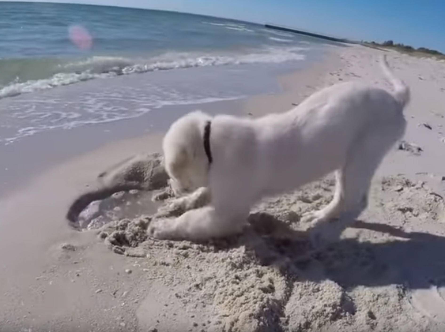 Golden Retriever Angus findet es gar nicht toll, dass das Meerwasser sein Sandloch füllt. Bild: Rumble Viral / YouTube