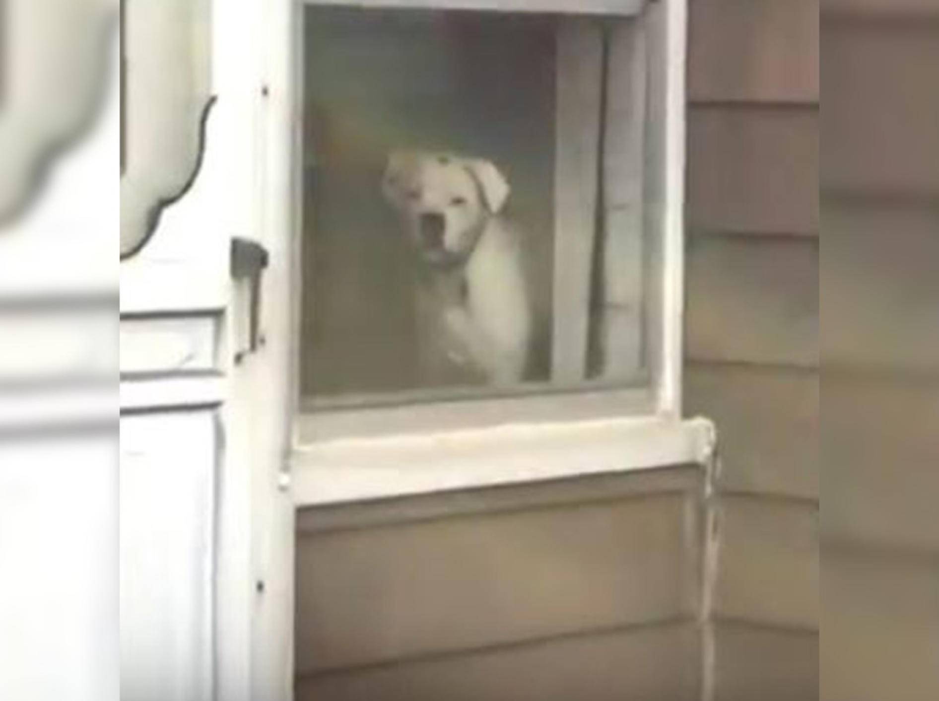 Hündin Maddie beorbachtet ihr Herrchen beim Verlassen des Hauses - Bild: YouTube / ELITE Virals