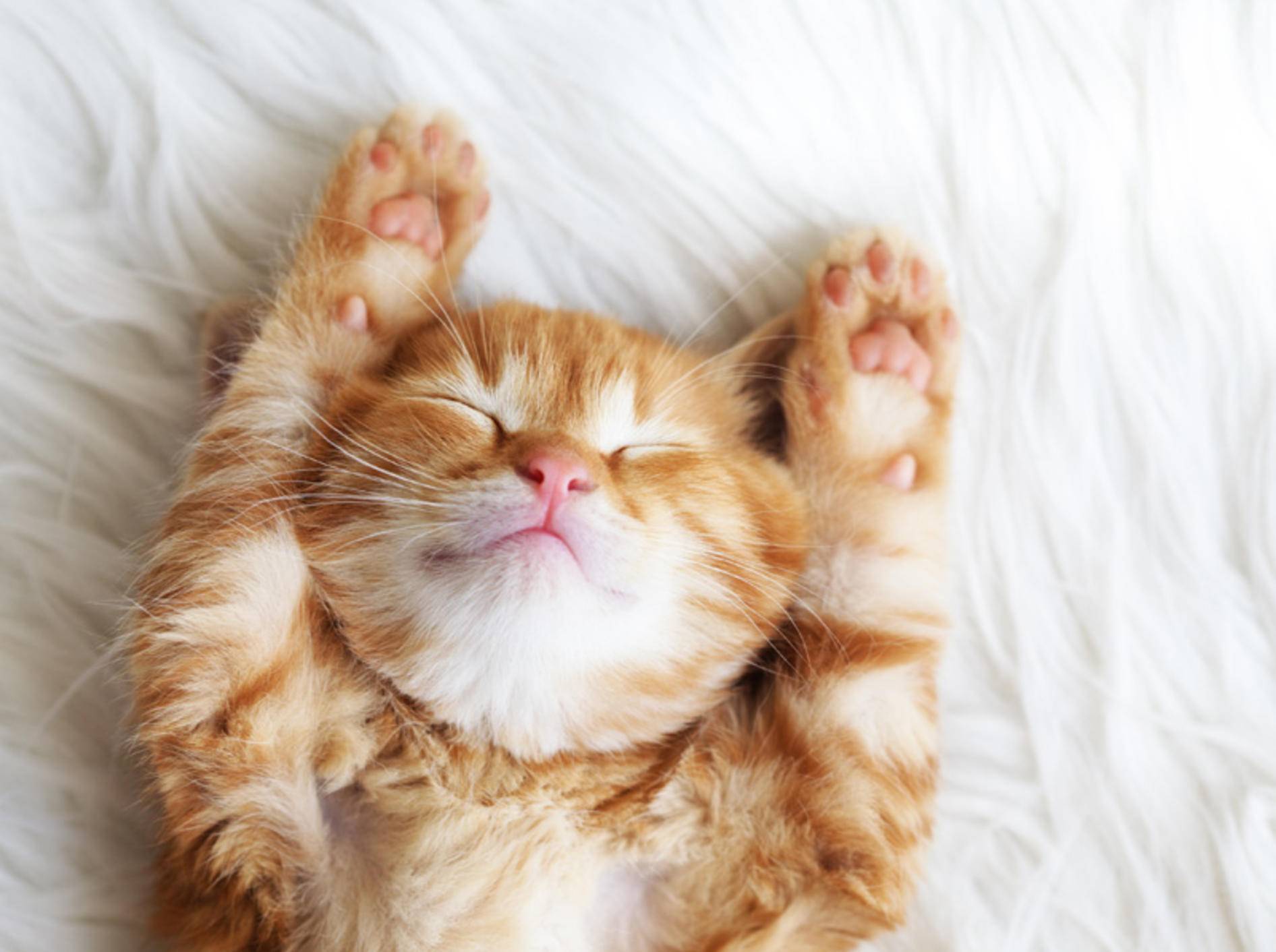 Von Katzenvideos scheint das Netz nicht genug zu bekommen - Bild: Shutterstock / Alena Ozerova
