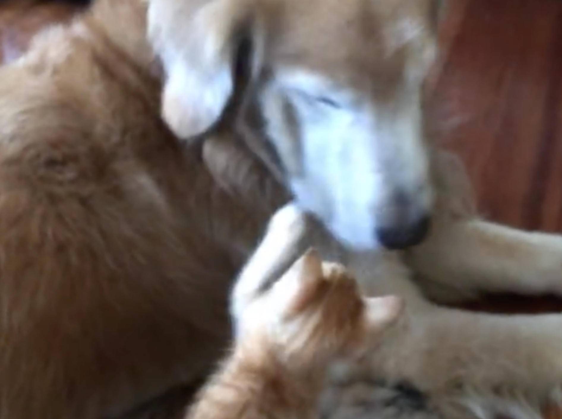 Hund Keelo und Kätzchen Koda lieben es zu schmusen - Bild: YouTube / Keelo and Koda