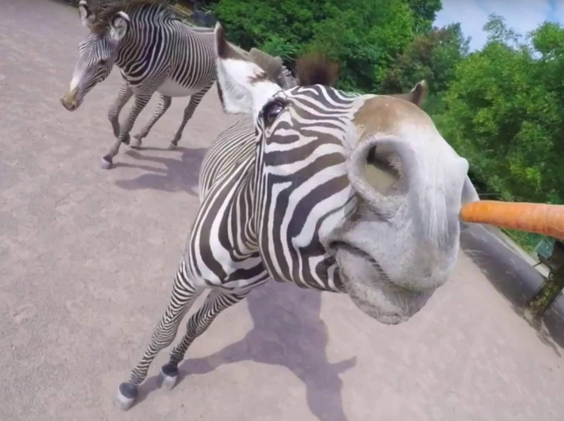 Yammy! So nah hat man ein Zebra noch nie beim Essen gesehen - Bild: YouTube/Kölner Zoo