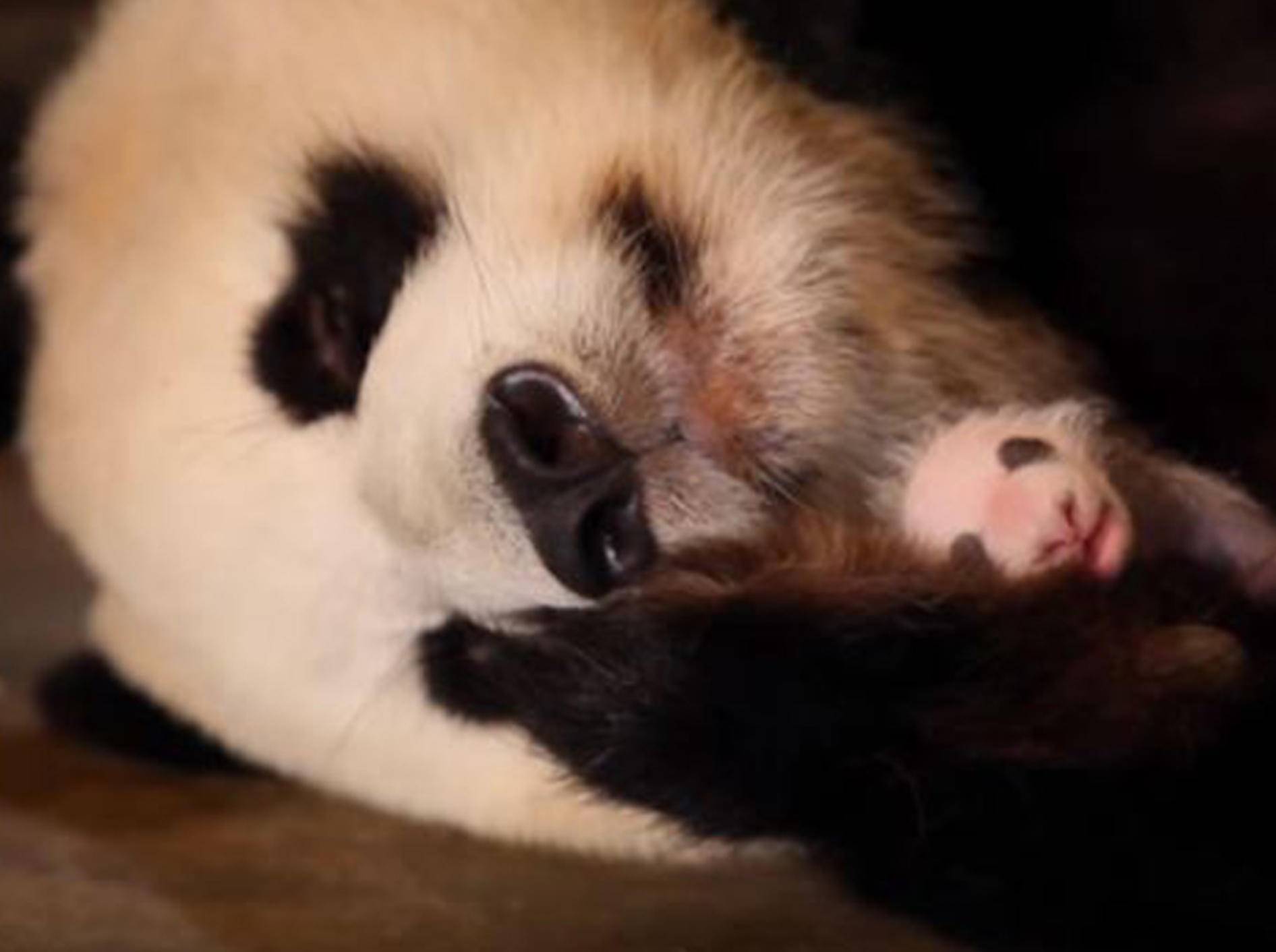 Panda-Dame Lee Lee weiß nicht, dass sie Zwillinge hat - Bild: YouTube / BBC Earth