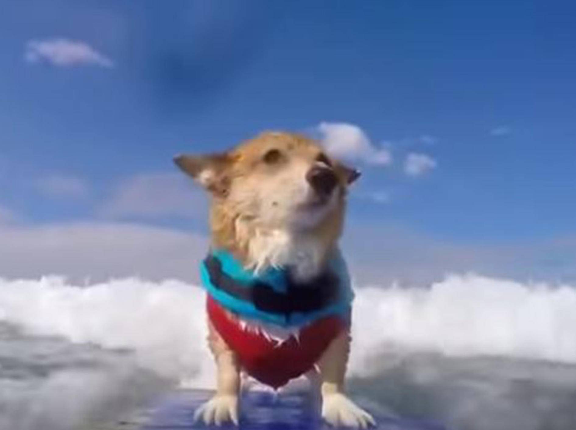 Auf dem Surfbrett macht Corgi Jojo so schnell keiner etwas vor - Bild: YouTube / Super Corgi Jojo